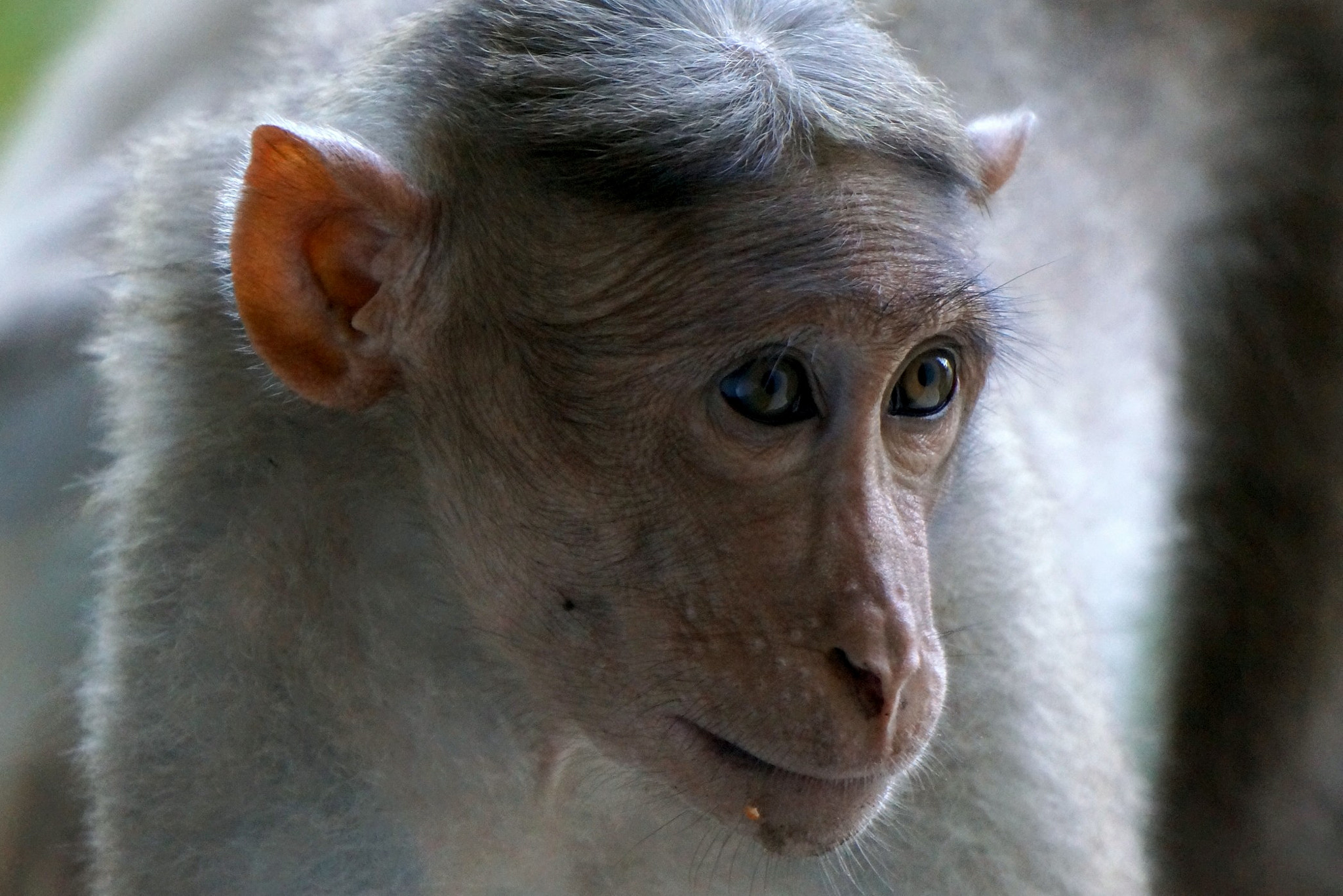 Sony E 55-210mm F4.5-6.3 OSS sample photo. Haircut monkey photography