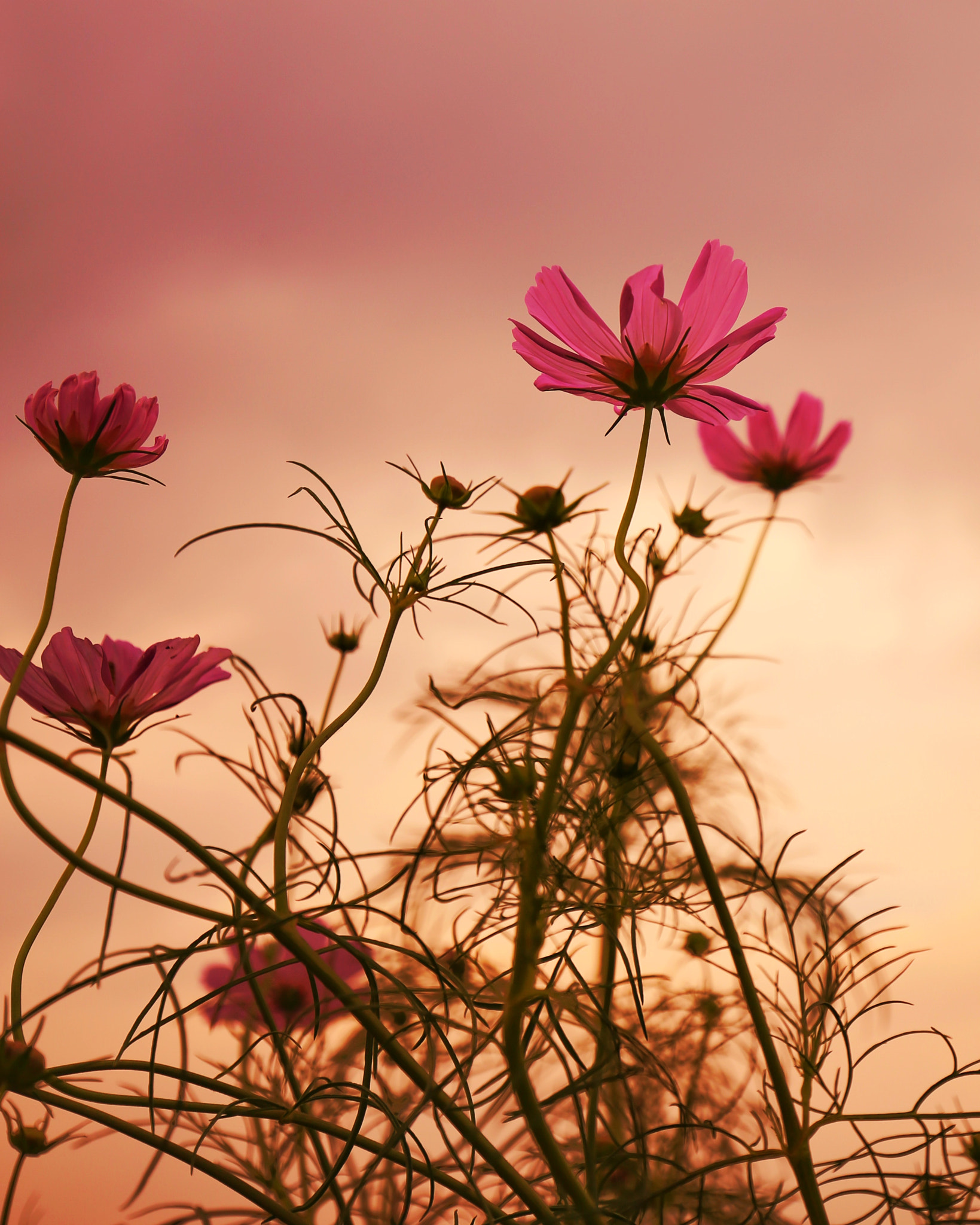 Canon EF 16-35mm F4L IS USM sample photo. Sunset cosmos photography