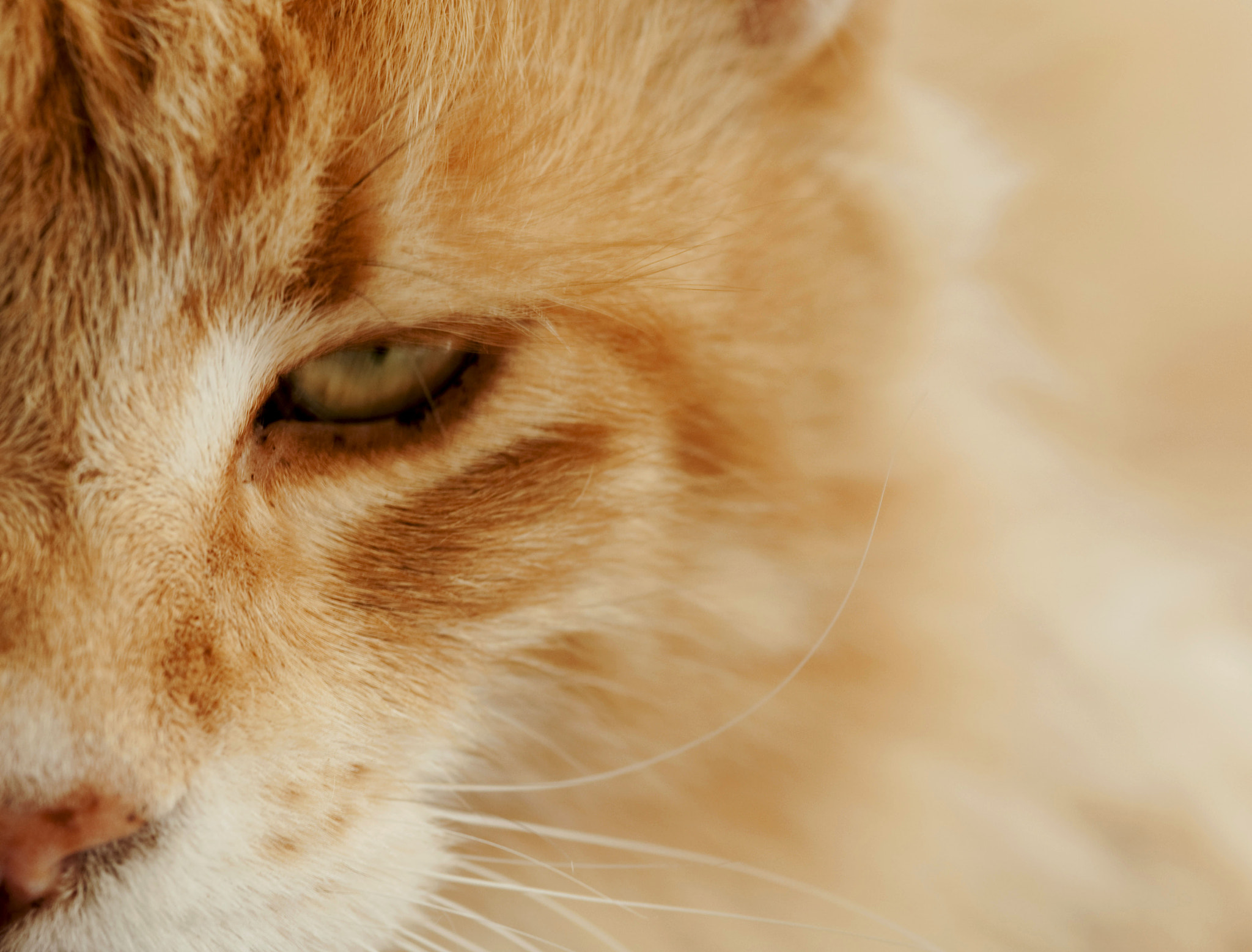 Sony Alpha DSLR-A700 + Sigma AF 105mm F2.8 EX [DG] Macro sample photo. Main coone photography