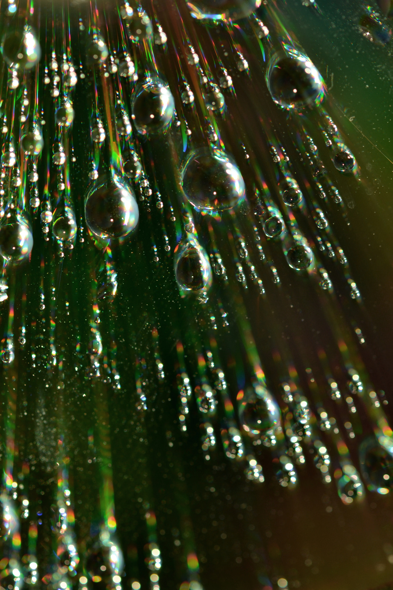 Sigma 105mm F2.8 EX DG OS HSM sample photo. Drops rain photography
