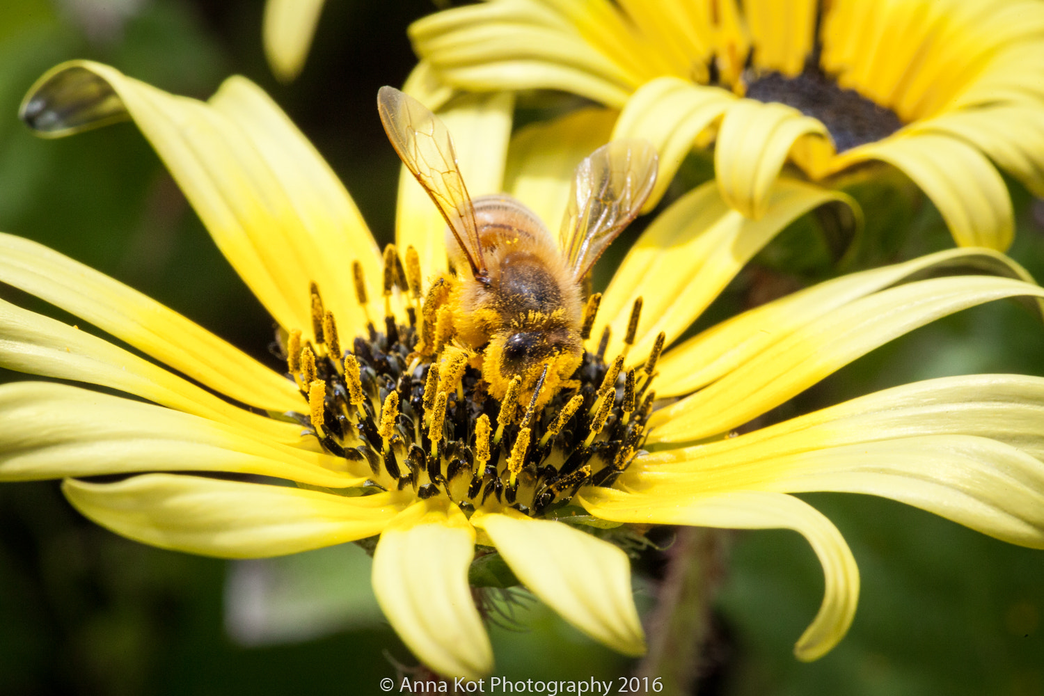 Canon EF 100mm F2.8L Macro IS USM sample photo. Bee photography