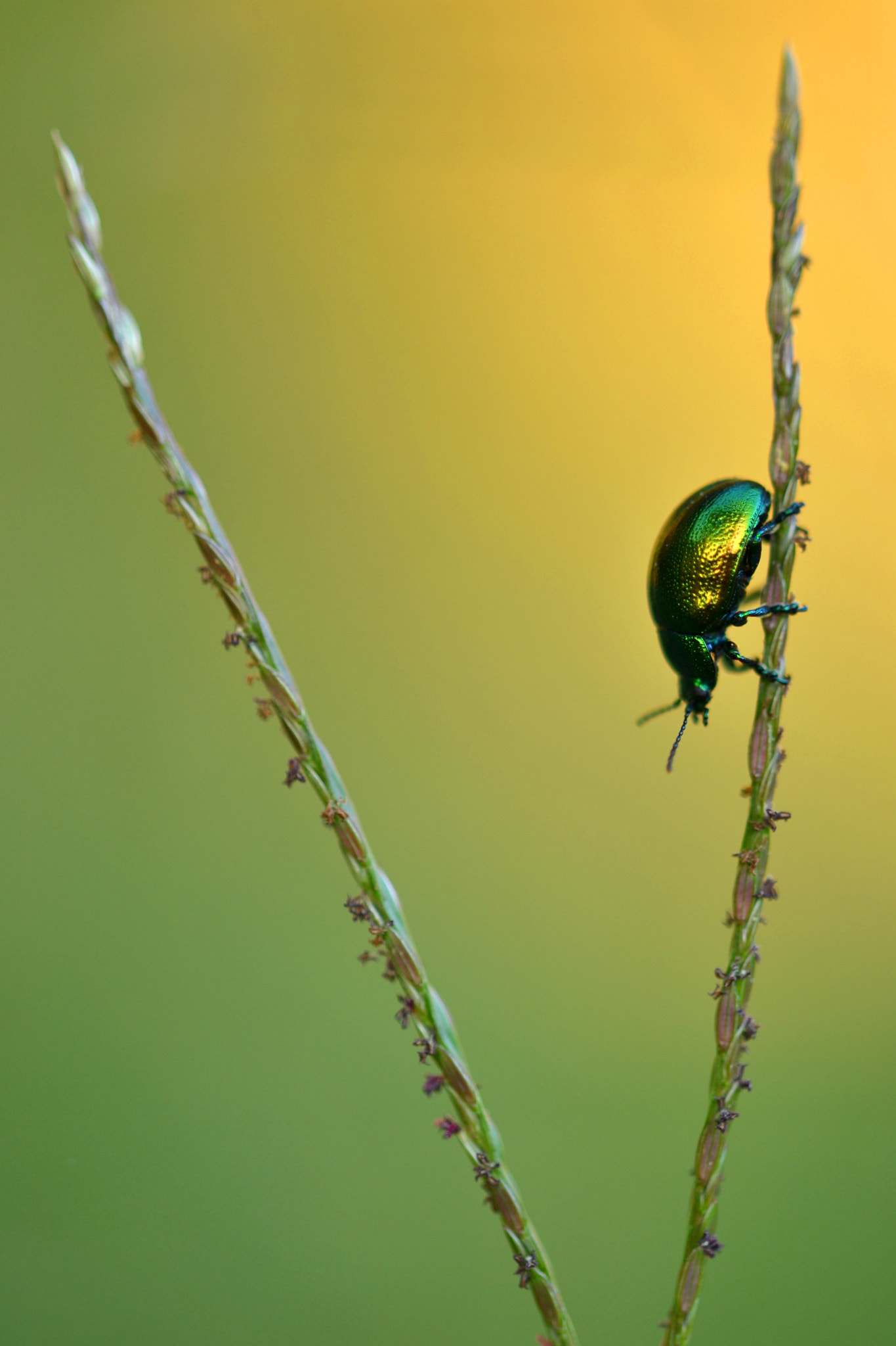 Sigma 105mm F2.8 EX DG OS HSM sample photo. Up and down photography
