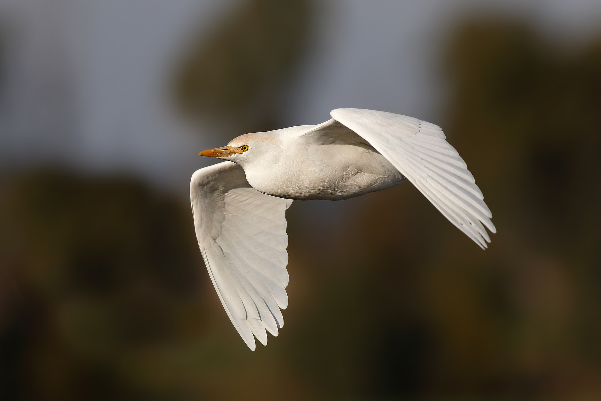 Canon EF 500mm f/4.5L sample photo. Cattle egret photography