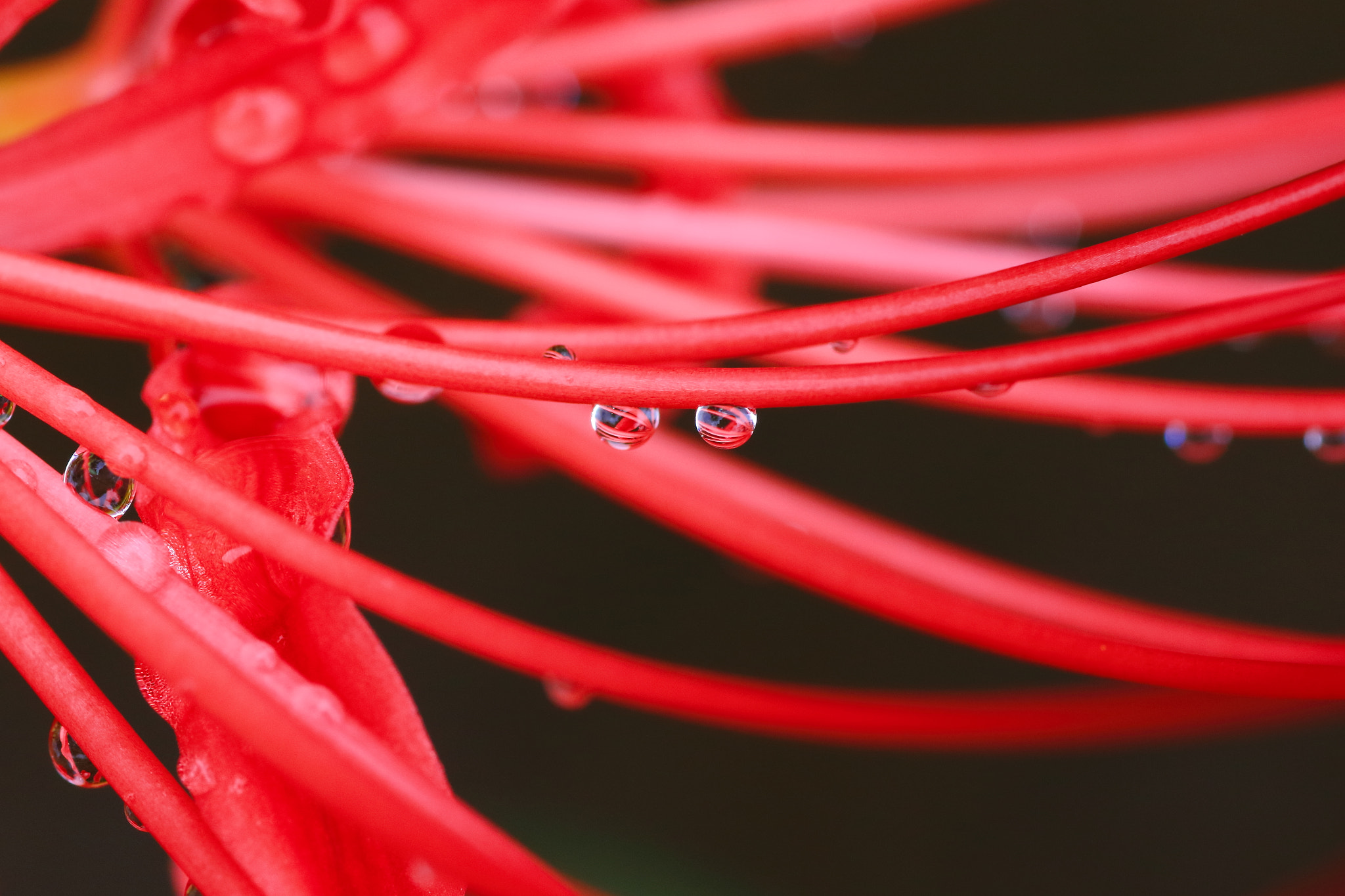 Canon EOS 7D Mark II + Tamron SP AF 90mm F2.8 Di Macro sample photo. Drop of water photography