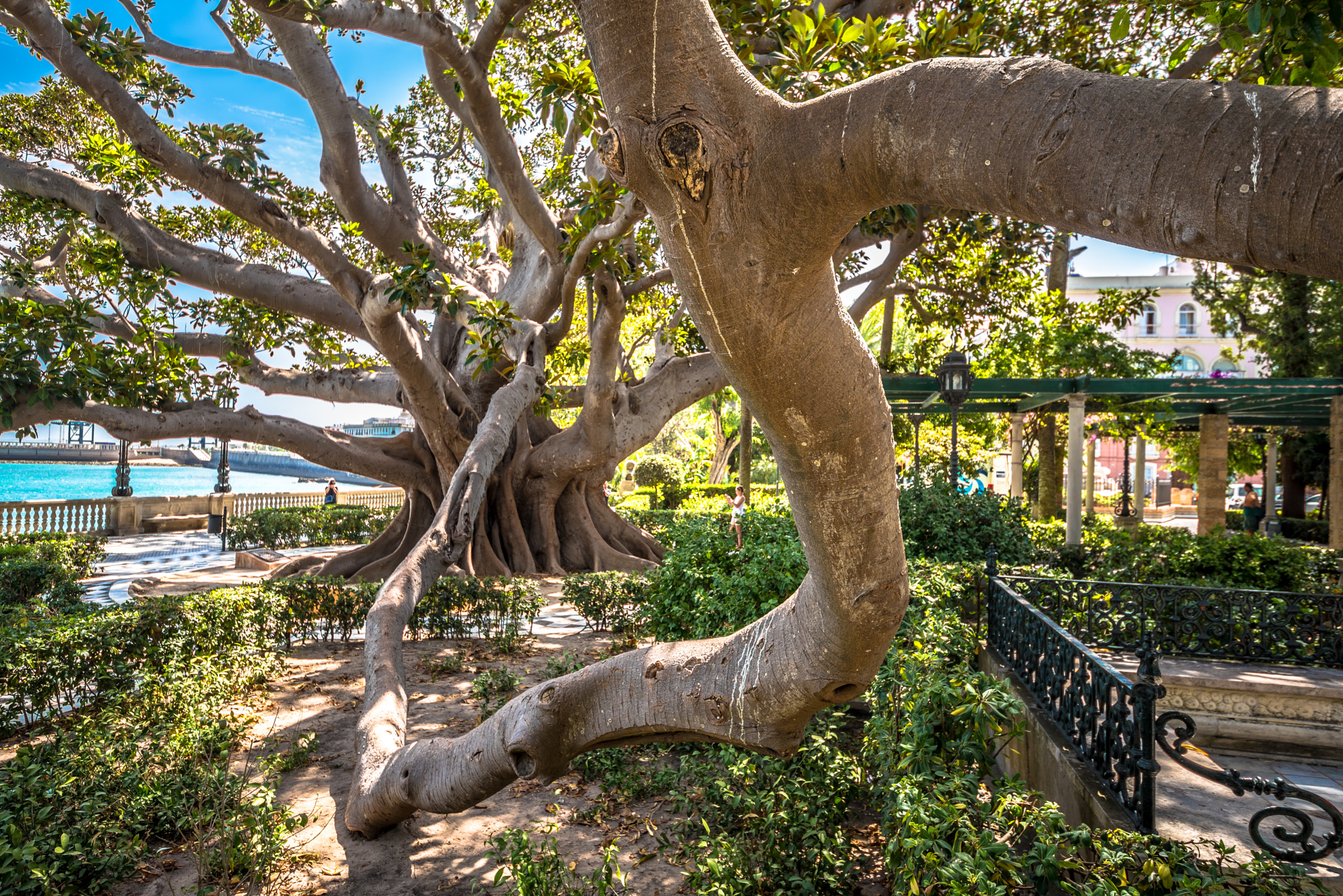 Sigma 12-24mm F4.5-5.6 II DG HSM sample photo. Magnolio en cádiz photography