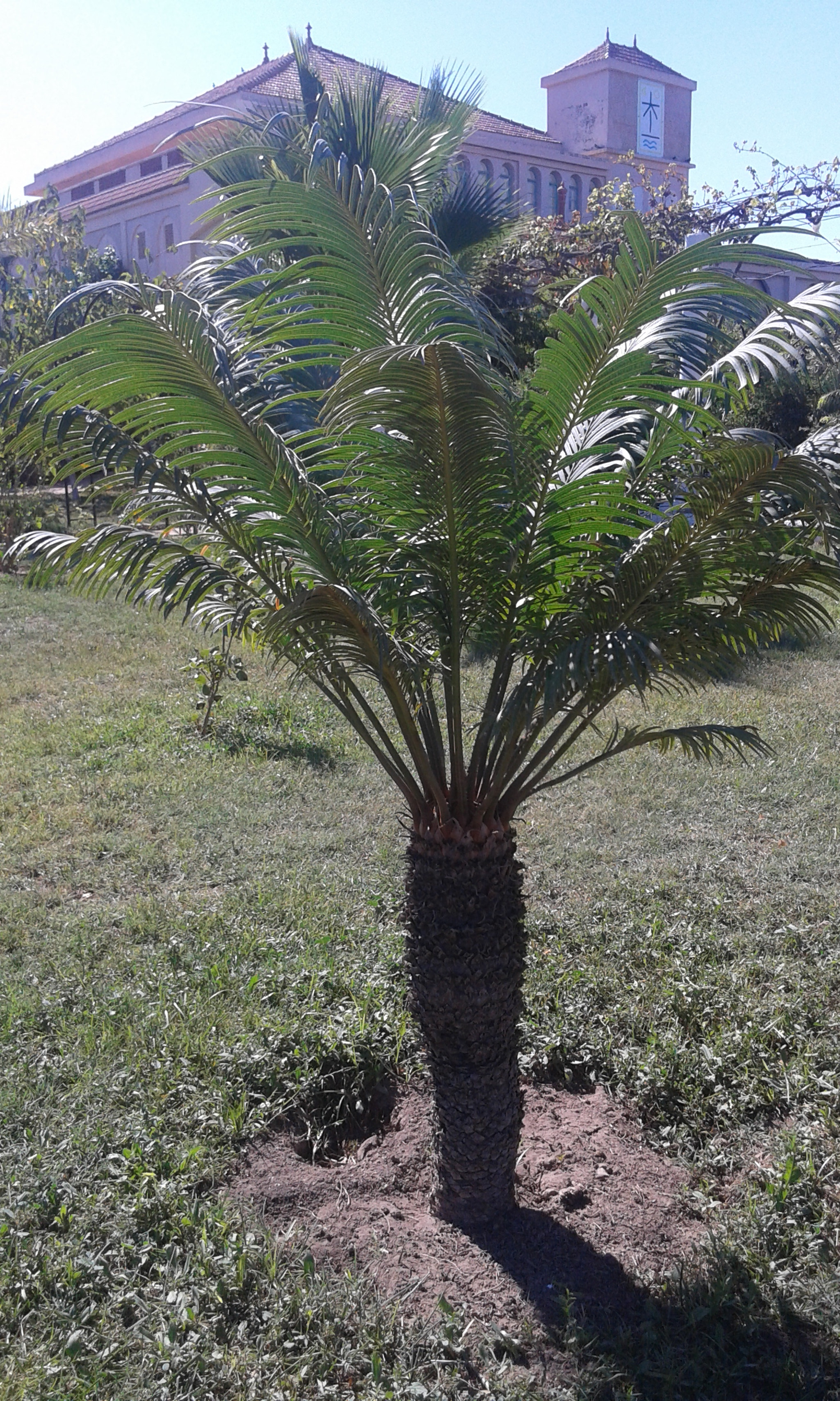 Samsung Galaxy Grand Neo sample photo