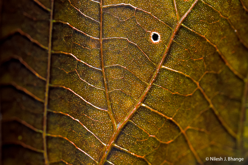 Canon EF 100mm F2.8L Macro IS USM sample photo. Stars on leaf photography