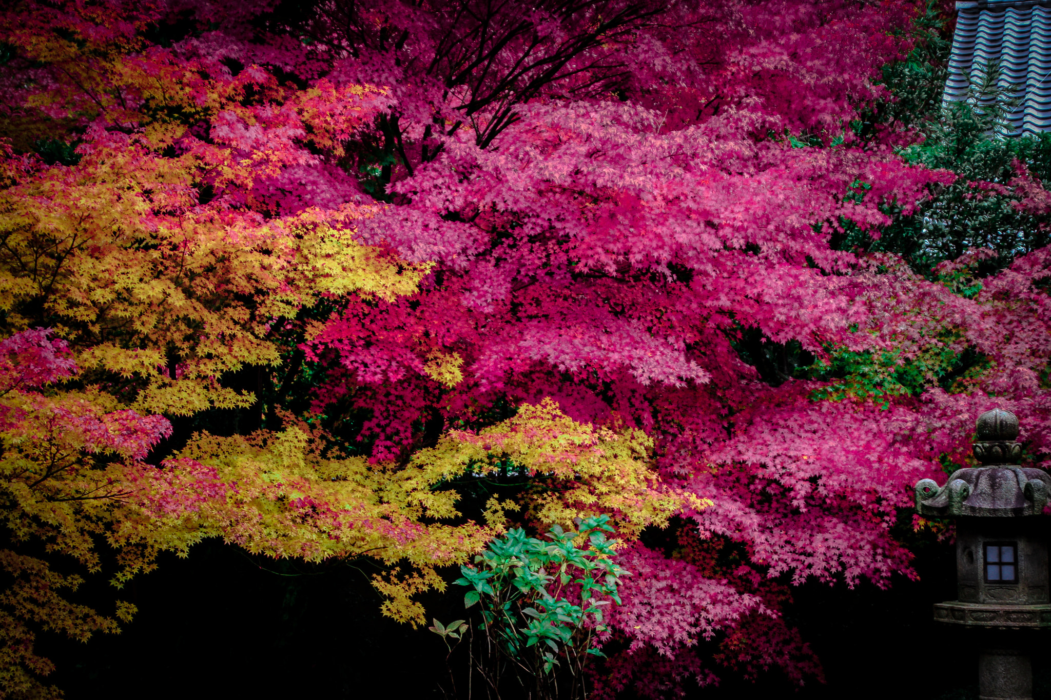 Canon EOS 40D sample photo. Autumn color photography