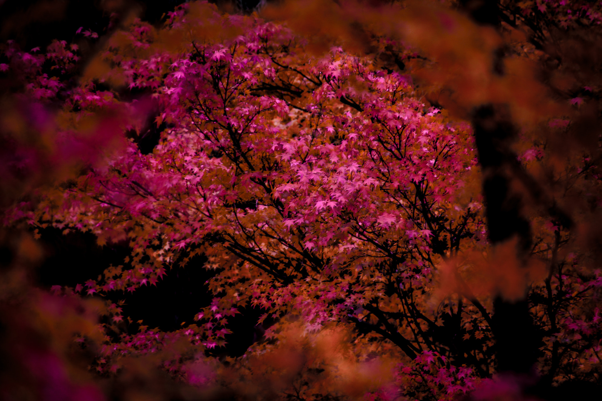 Canon EOS 40D sample photo. Red photography