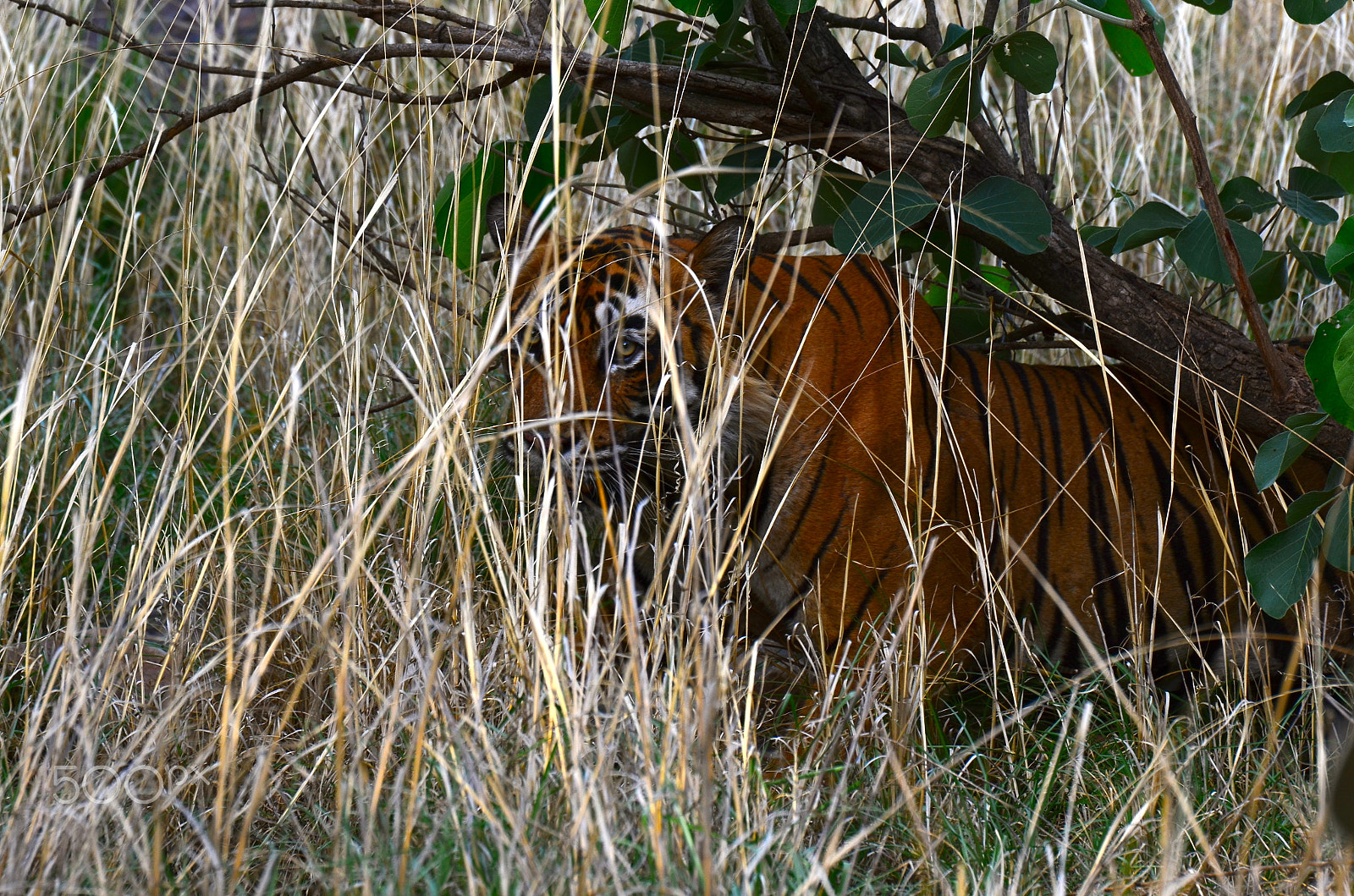 Nikon D7000 + Tamron SP 70-200mm F2.8 Di VC USD sample photo. Ustad - the "infamous" maneater of ranthambore. photography