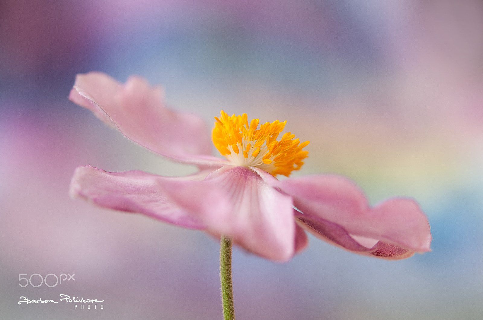 Nikon AF-S Micro-Nikkor 60mm F2.8G ED sample photo. Dancing queen photography