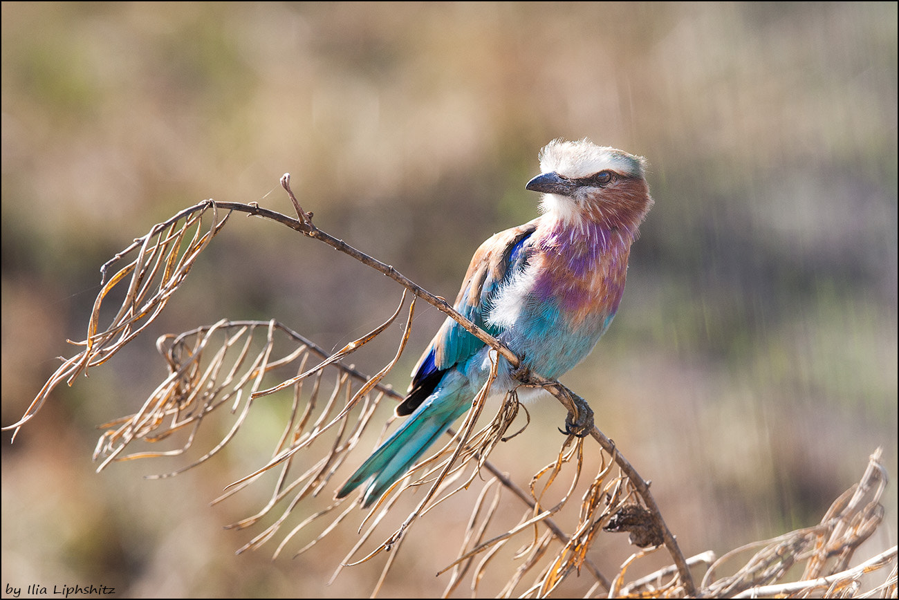 Canon EOS-1D Mark III + Canon EF 300mm F2.8L IS USM sample photo. Lilac-breasted roller photography
