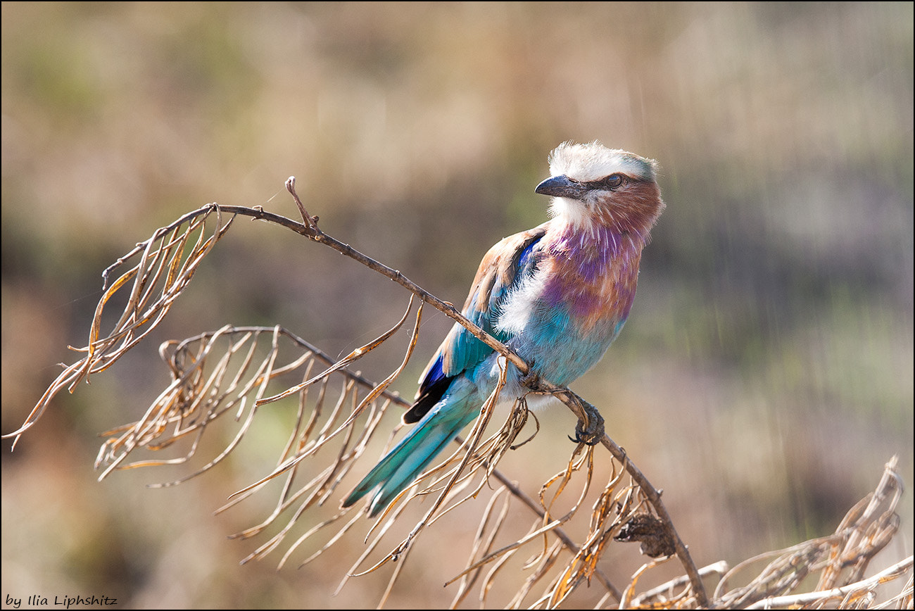 Canon EF 300mm F2.8L IS USM sample photo. Lilac-breasted roller photography