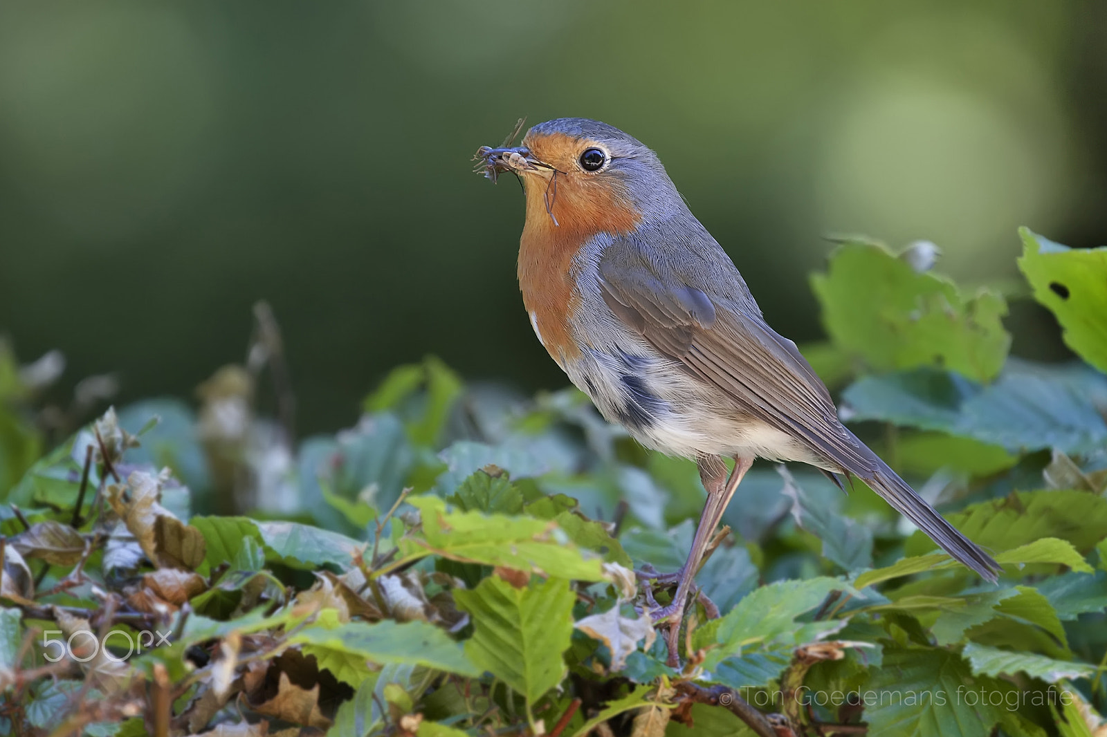 Canon EOS 5D Mark II sample photo. Robin redbreast with food for its young birds photography
