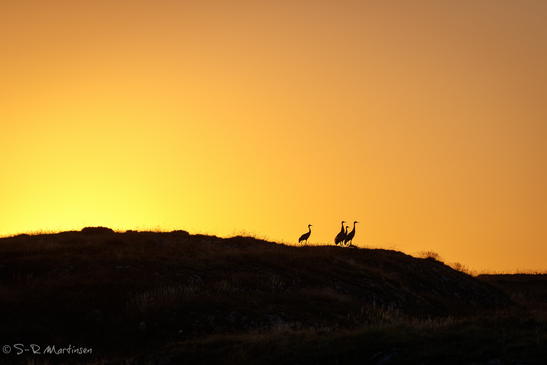 Canon EOS-1D X Mark II + Canon EF 300mm F2.8L IS USM sample photo. Cranes photography