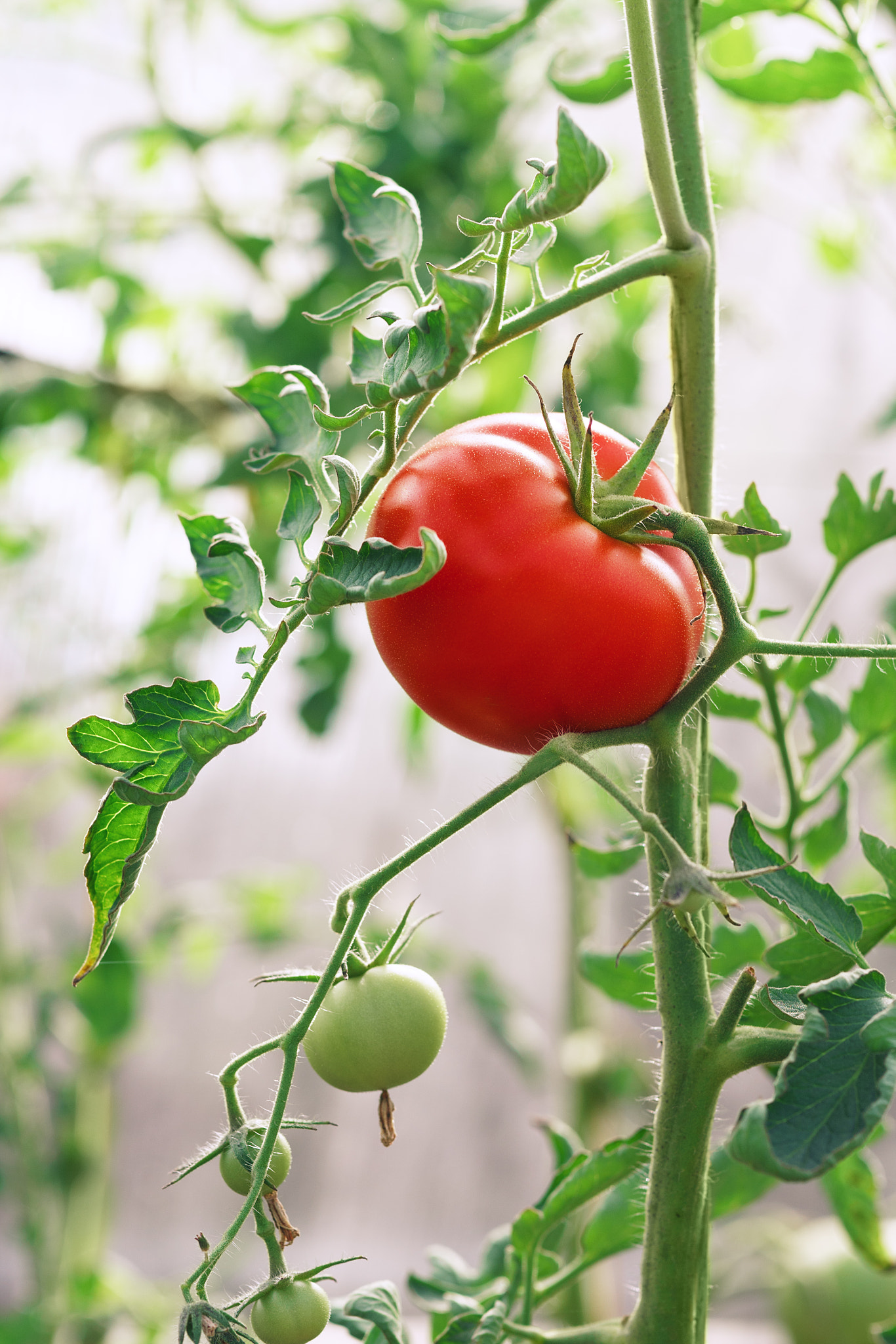 Sony Alpha NEX-5R + E 60mm F2.8 sample photo. Red tomatoes photography