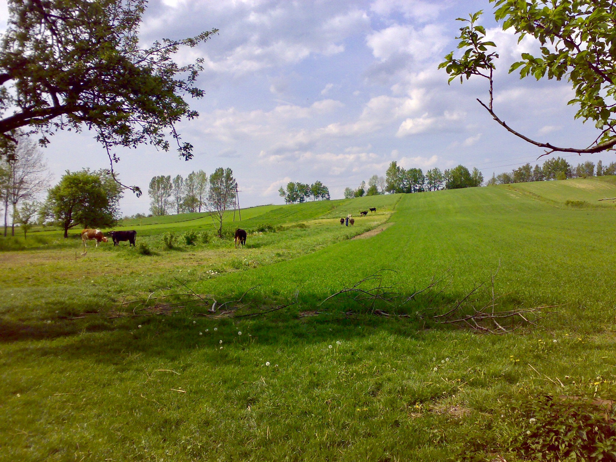Nokia N73 sample photo. Cows on grass field photography