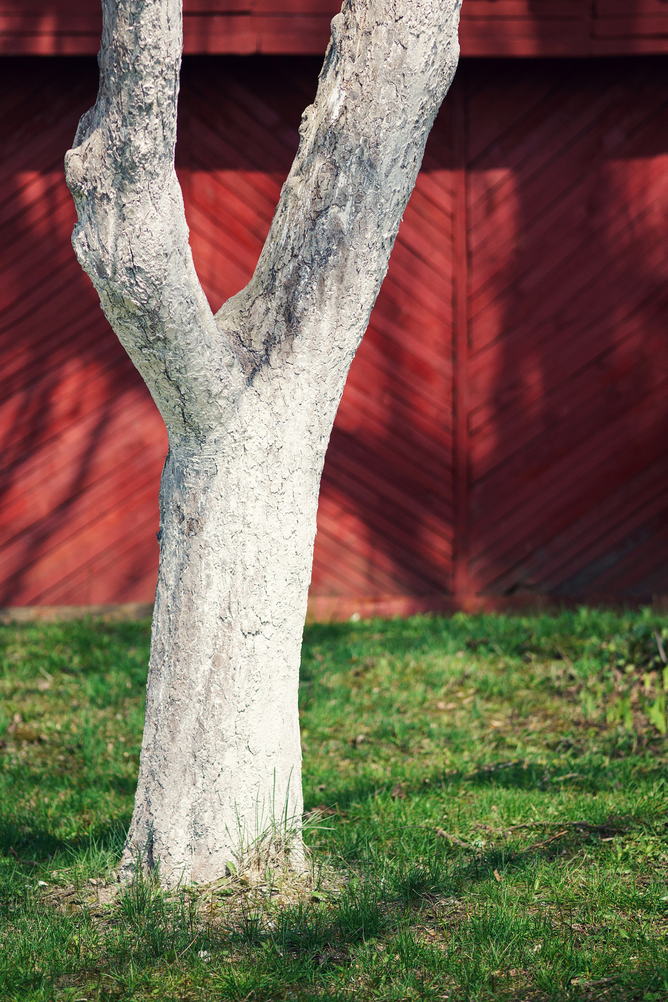 Sony Alpha NEX-5R + E 60mm F2.8 sample photo. Whitewashed wood photography