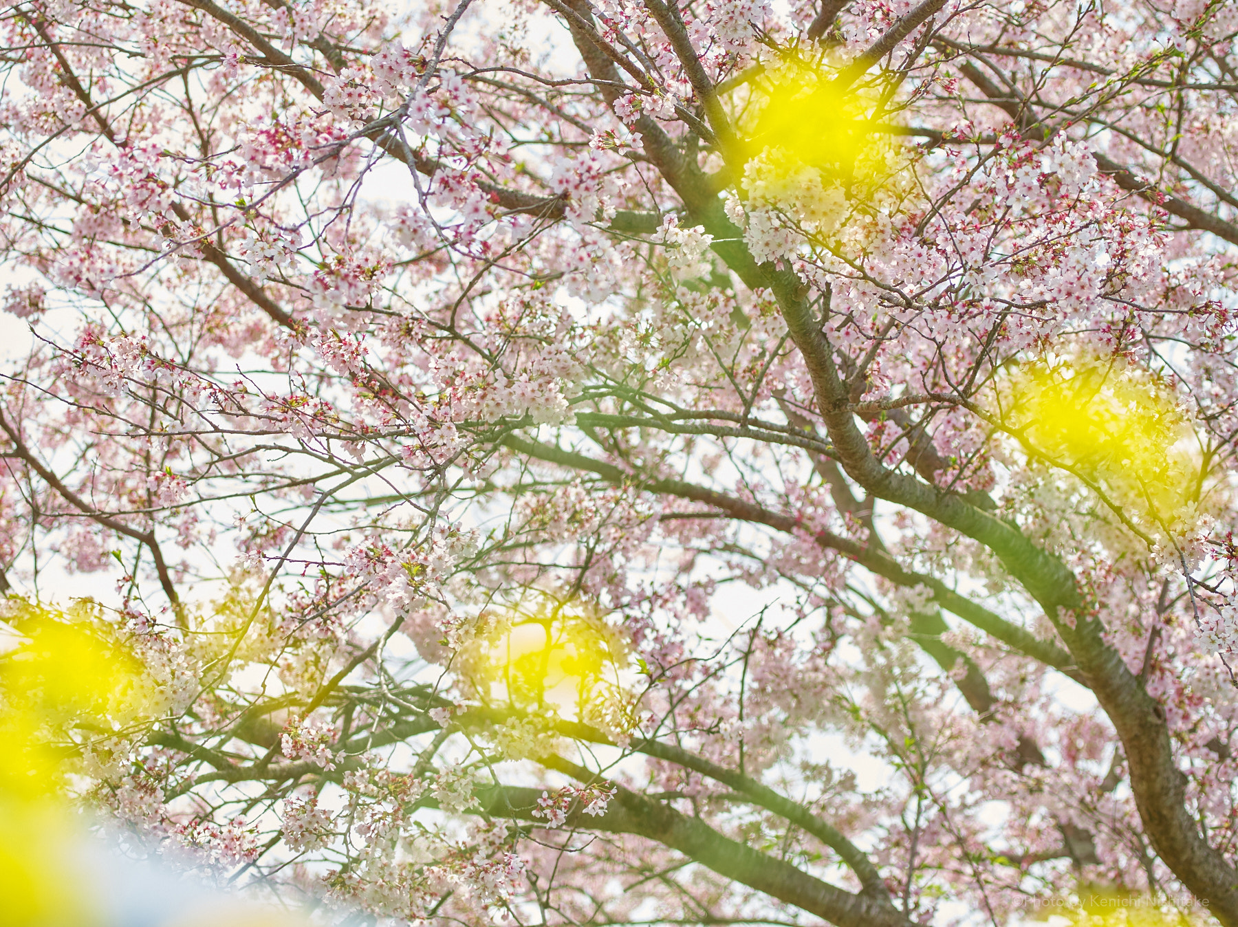 Pentax 645D sample photo. Spring scenery photography