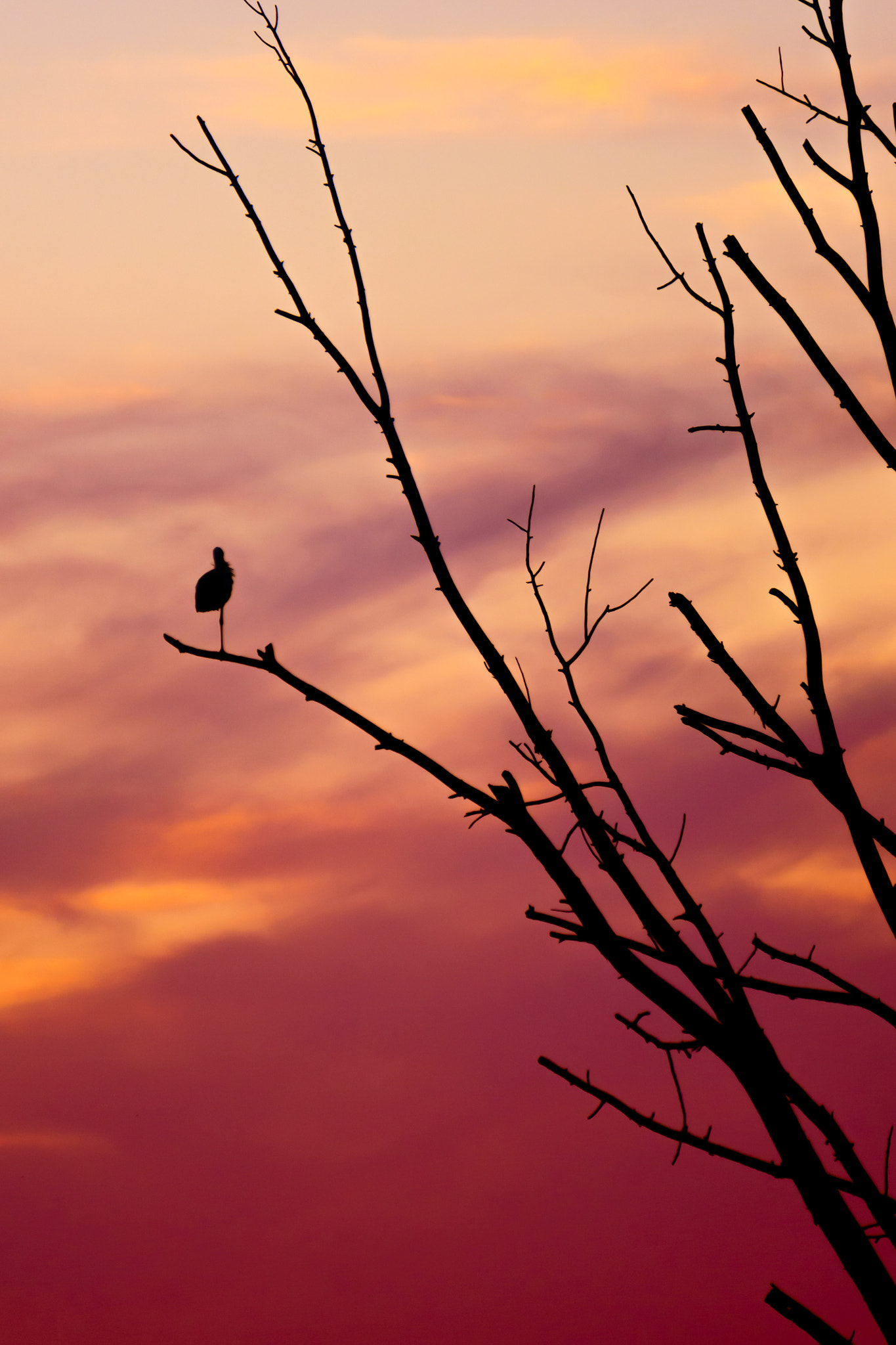 Sony Alpha NEX-5R + Sony E 55-210mm F4.5-6.3 OSS sample photo. Sunset photography