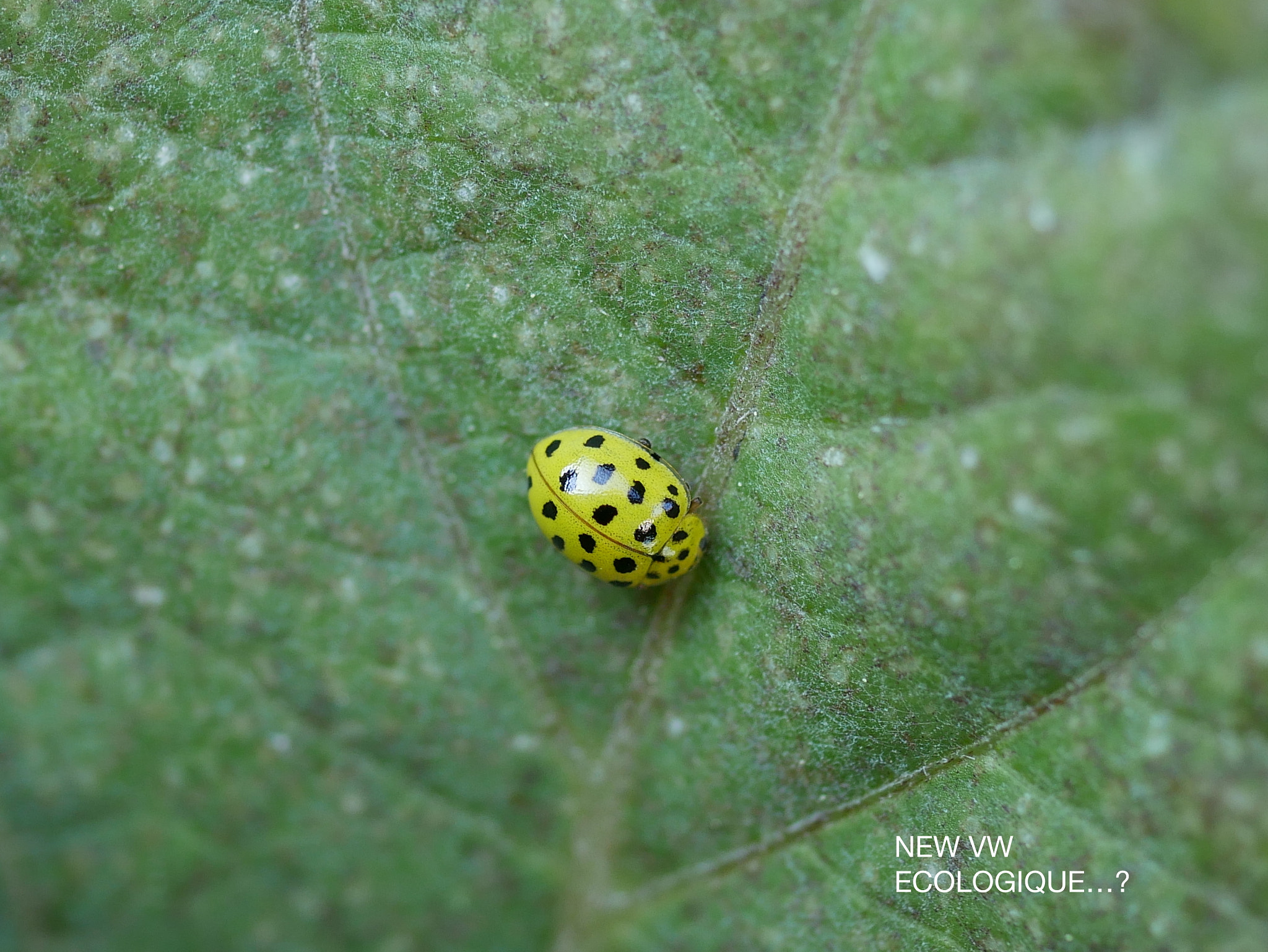 Panasonic Lumix G Macro 30mm F2.8 ASPH Mega OIS sample photo. New vw...! photography