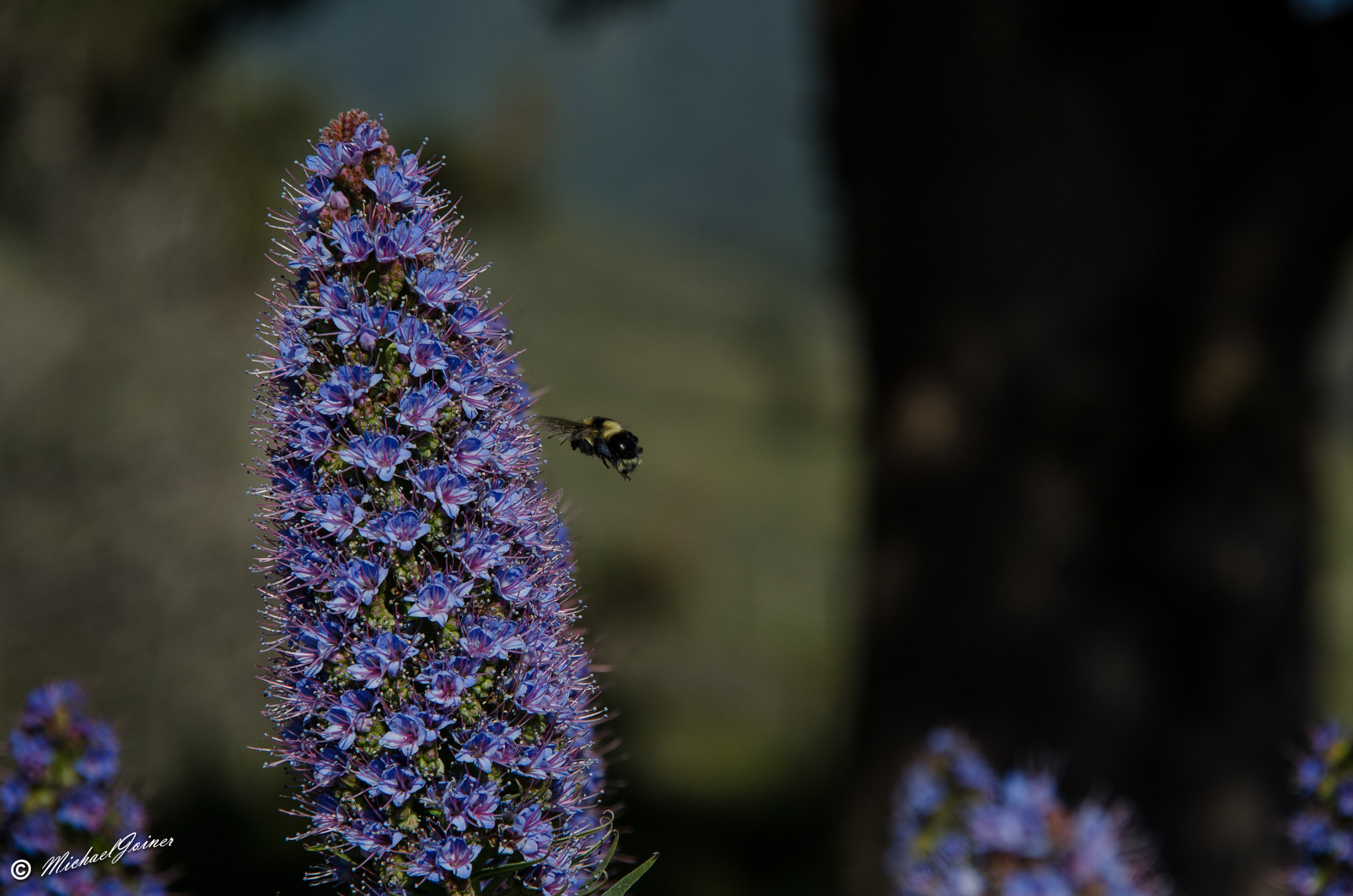 Sigma 18-200mm F3.5-6.3 DC OS HSM sample photo. Plant life photography