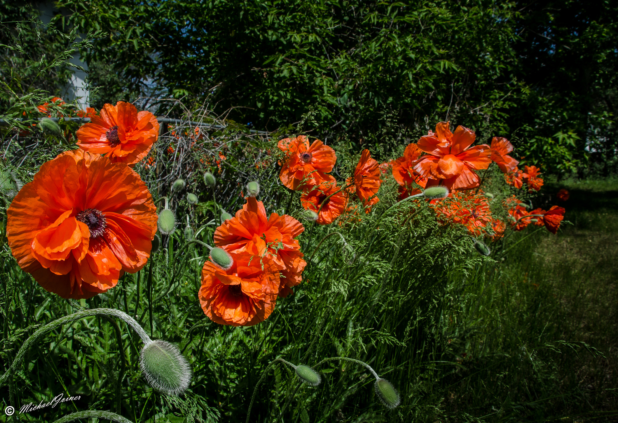 Sigma 18-200mm F3.5-6.3 DC OS HSM sample photo. Plant life photography