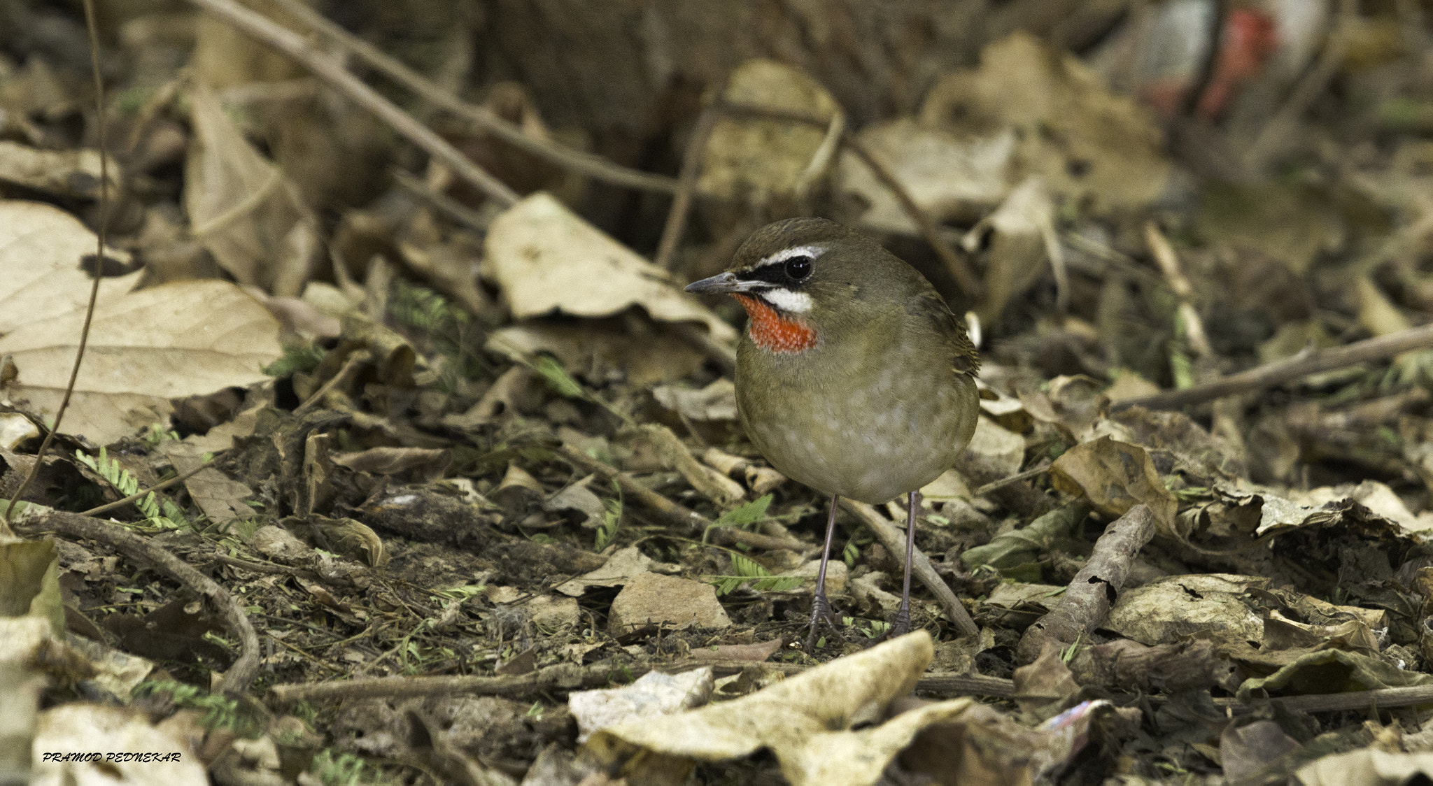 Canon EF 100-400mm F4.5-5.6L IS USM sample photo. Siberian rubythroat - up,close and personal photography
