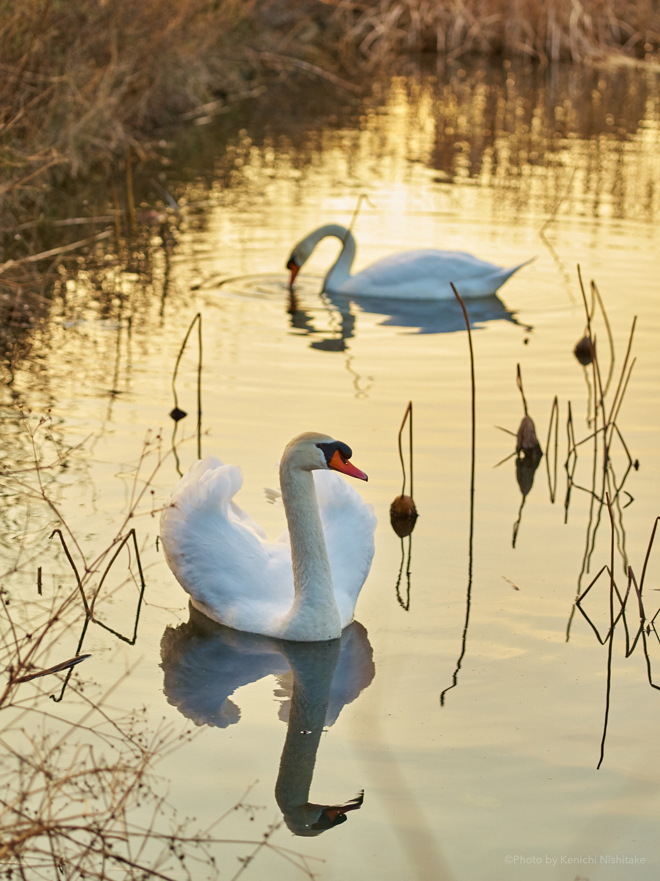Pentax 645D sample photo. Reflection of the swan photography