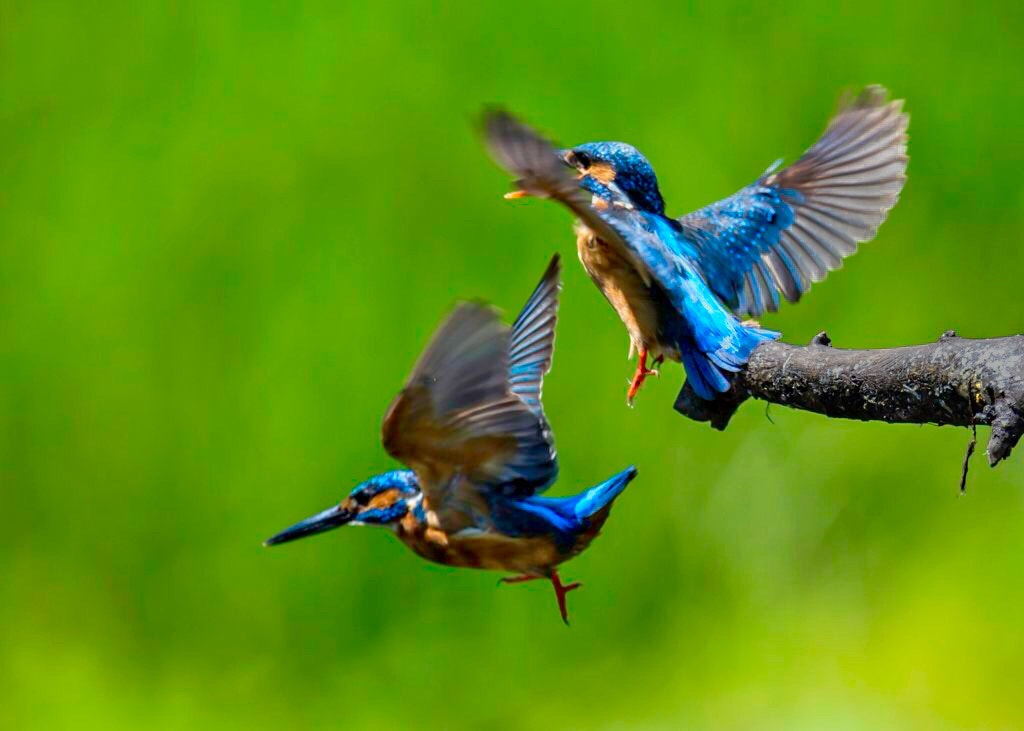 Nikon D4 + Nikon AF-S Nikkor 600mm F4G ED VR sample photo. Kingfisher photography