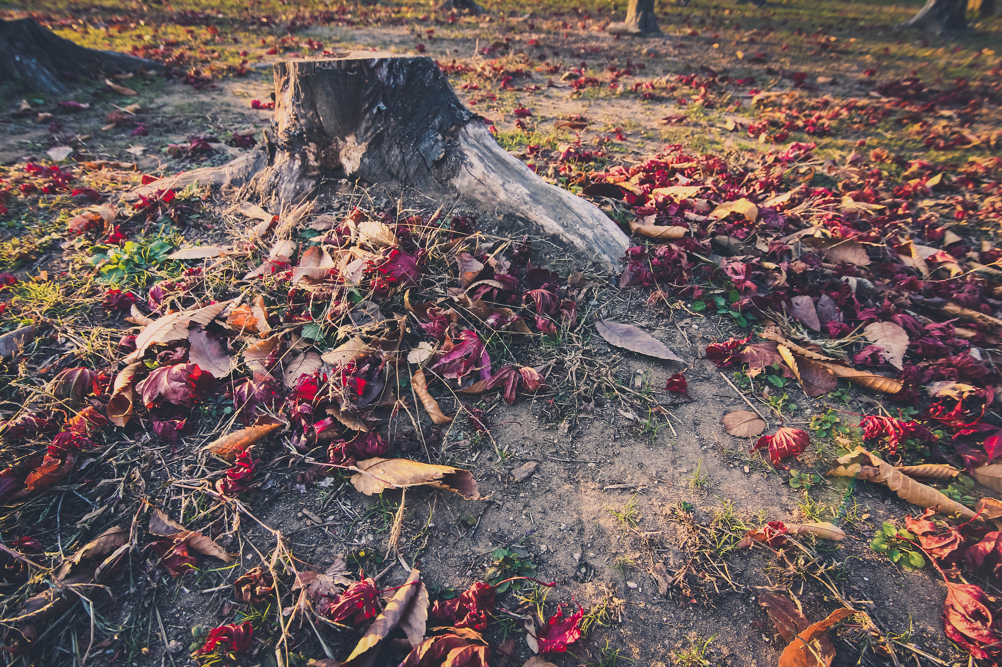 Tokina AT-X 12-28mm F4 Pro DX sample photo. Leaves fall photography