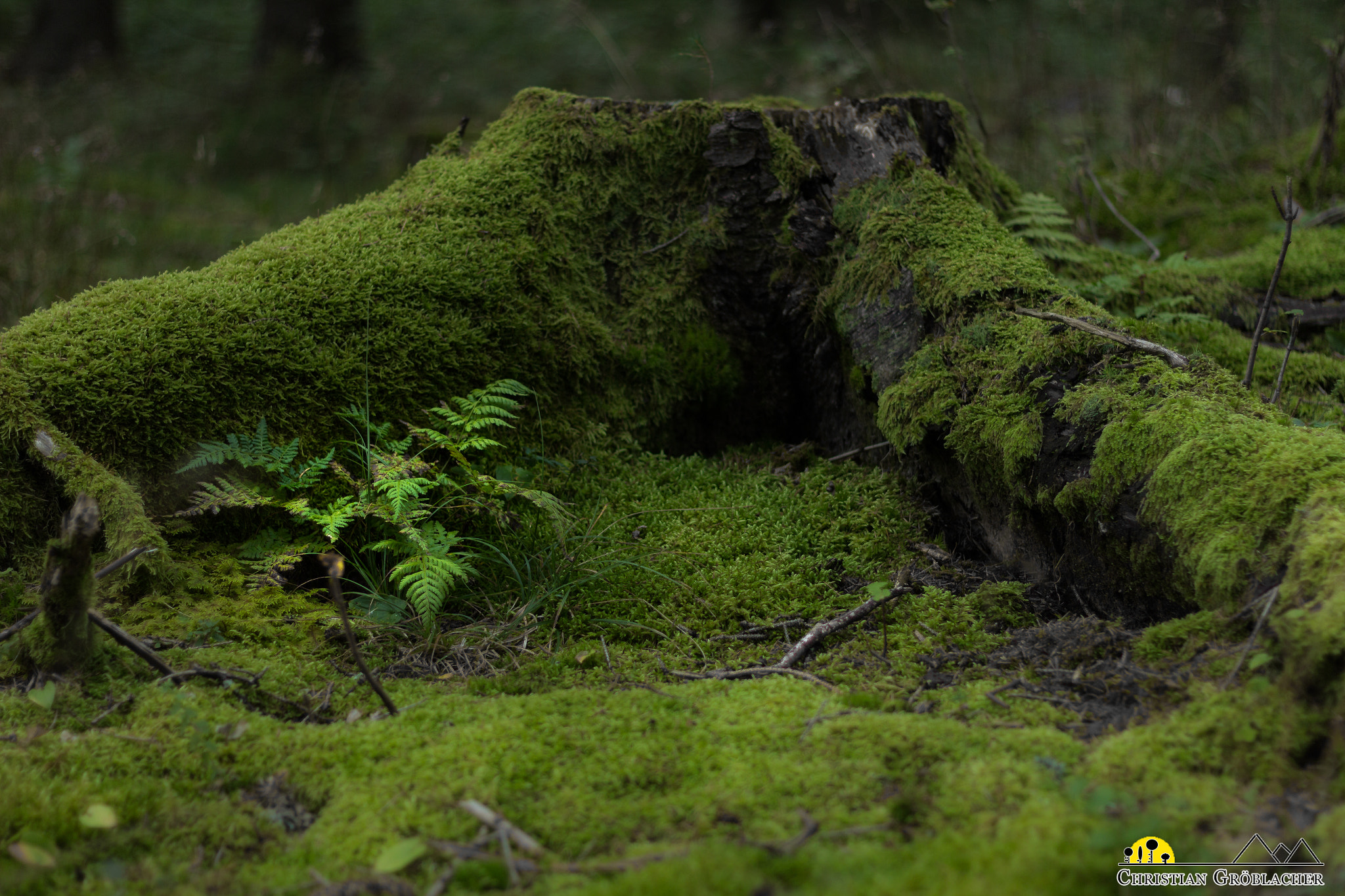 Canon EOS 60D + Canon EF 50mm f/1.8 sample photo. Rotten photography