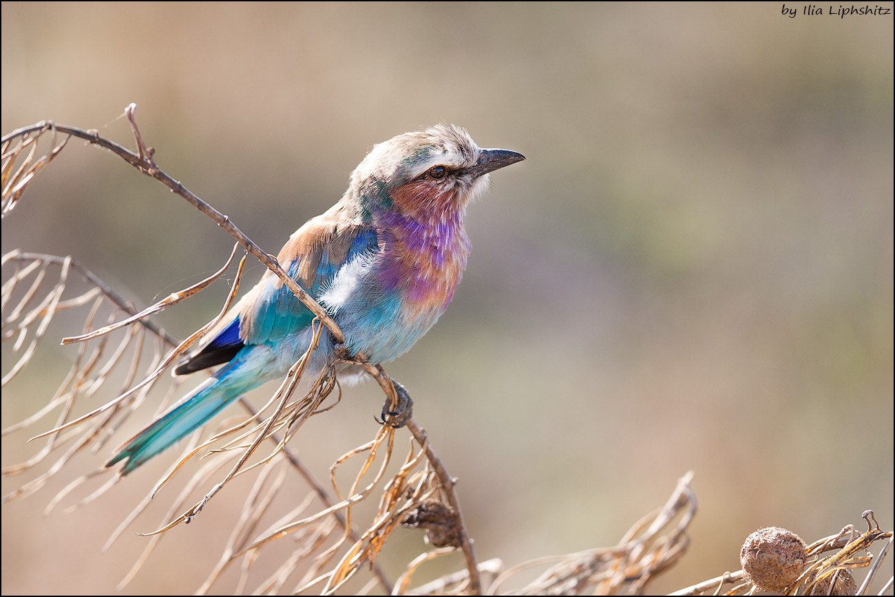 Canon EOS-1D Mark III + Canon EF 300mm F2.8L IS USM sample photo. Lilac-breasted roller #2 photography