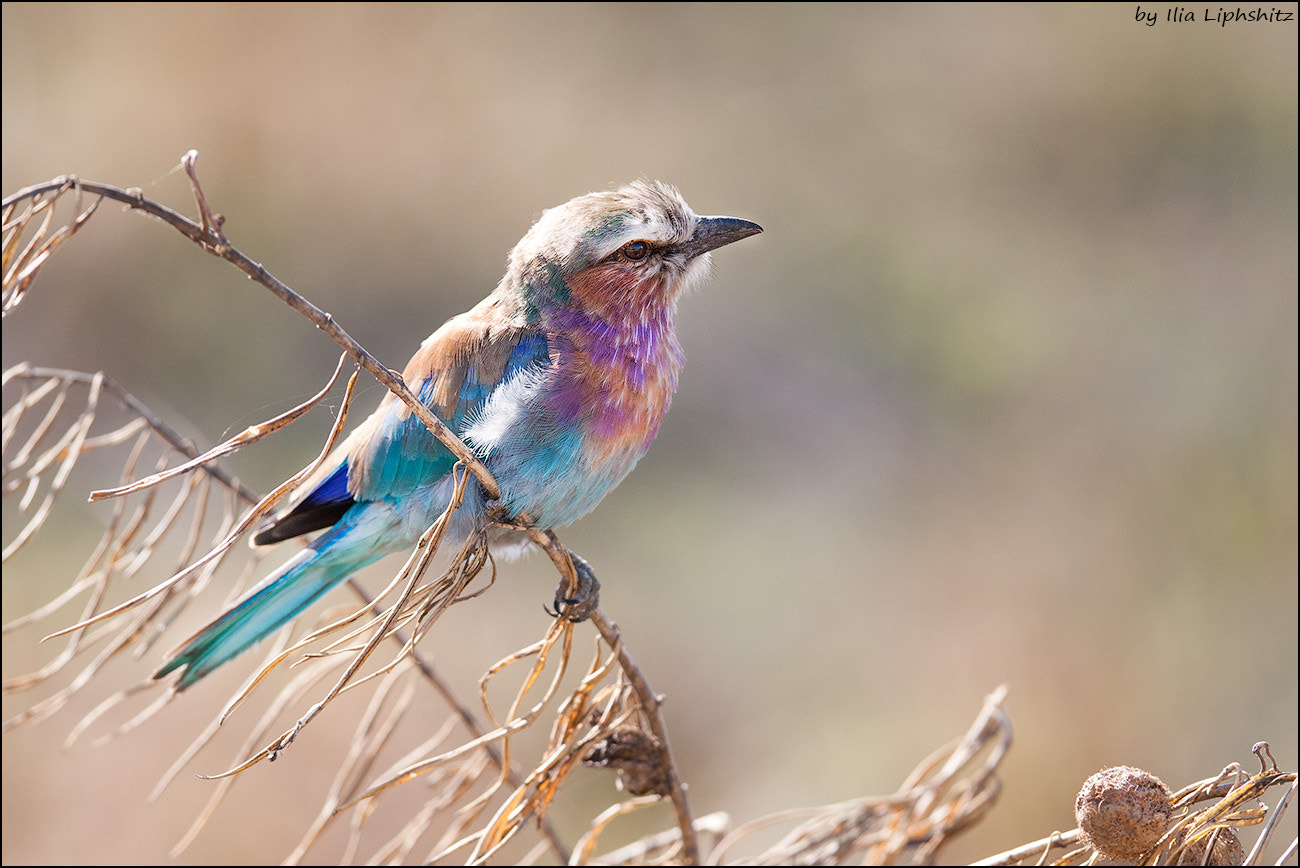 Canon EF 300mm F2.8L IS USM sample photo. Lilac-breasted roller #2 photography
