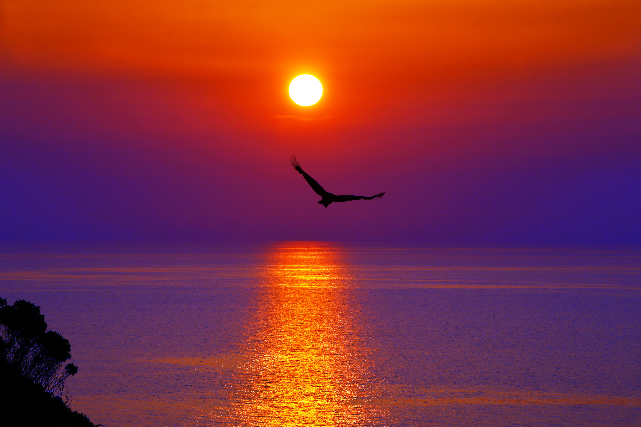 Canon EOS-1D X sample photo. Flying toward the sun photography