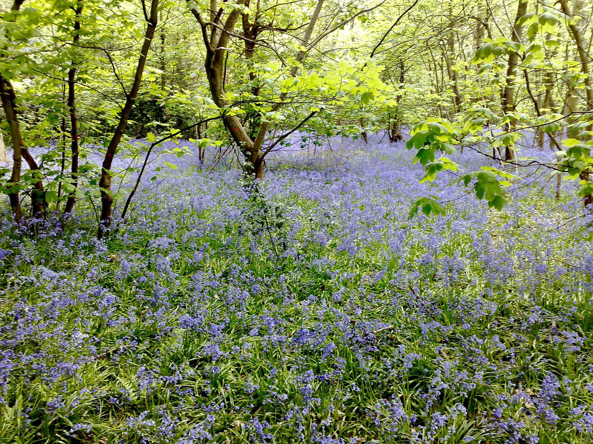 Nokia N95 sample photo. Blue flowers all over inside forest photography