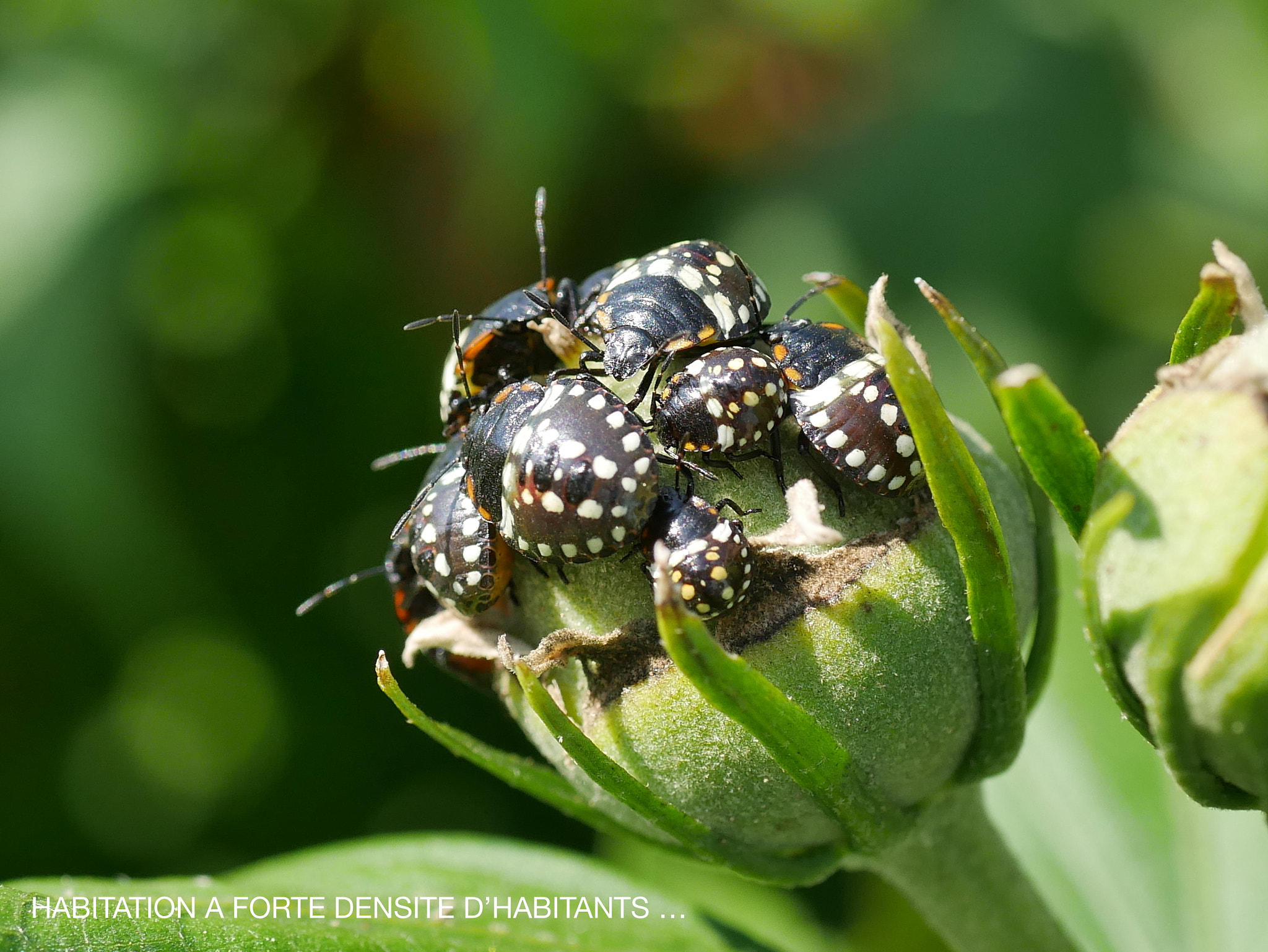 Panasonic Lumix G Macro 30mm F2.8 ASPH Mega OIS sample photo. Hlm photography