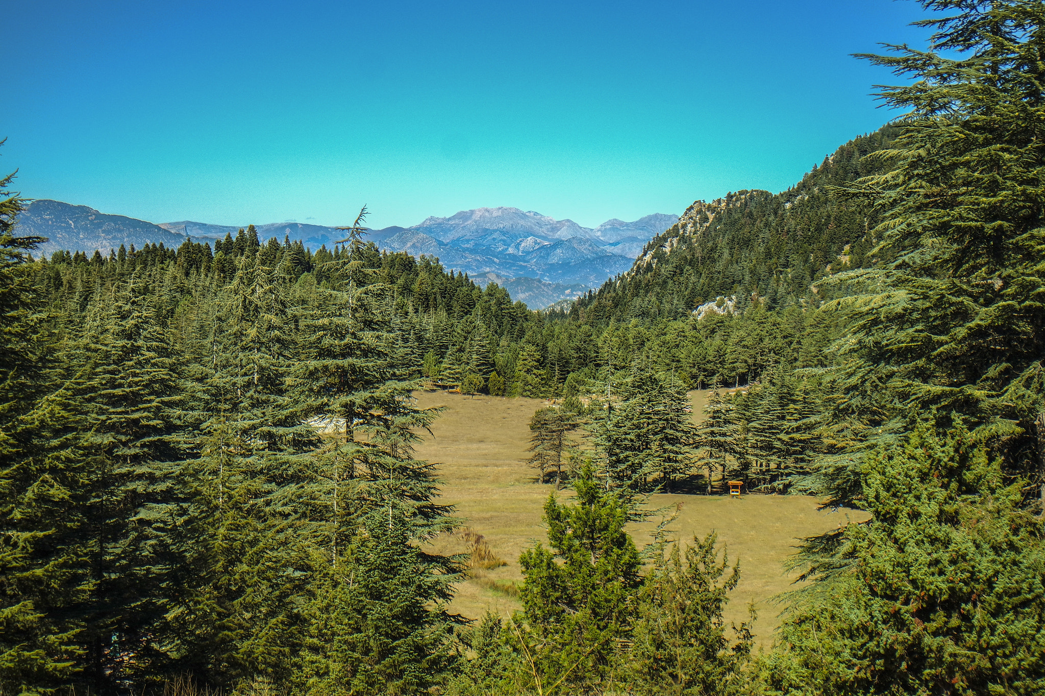 Samsung NX mini sample photo. Autmn forest photography