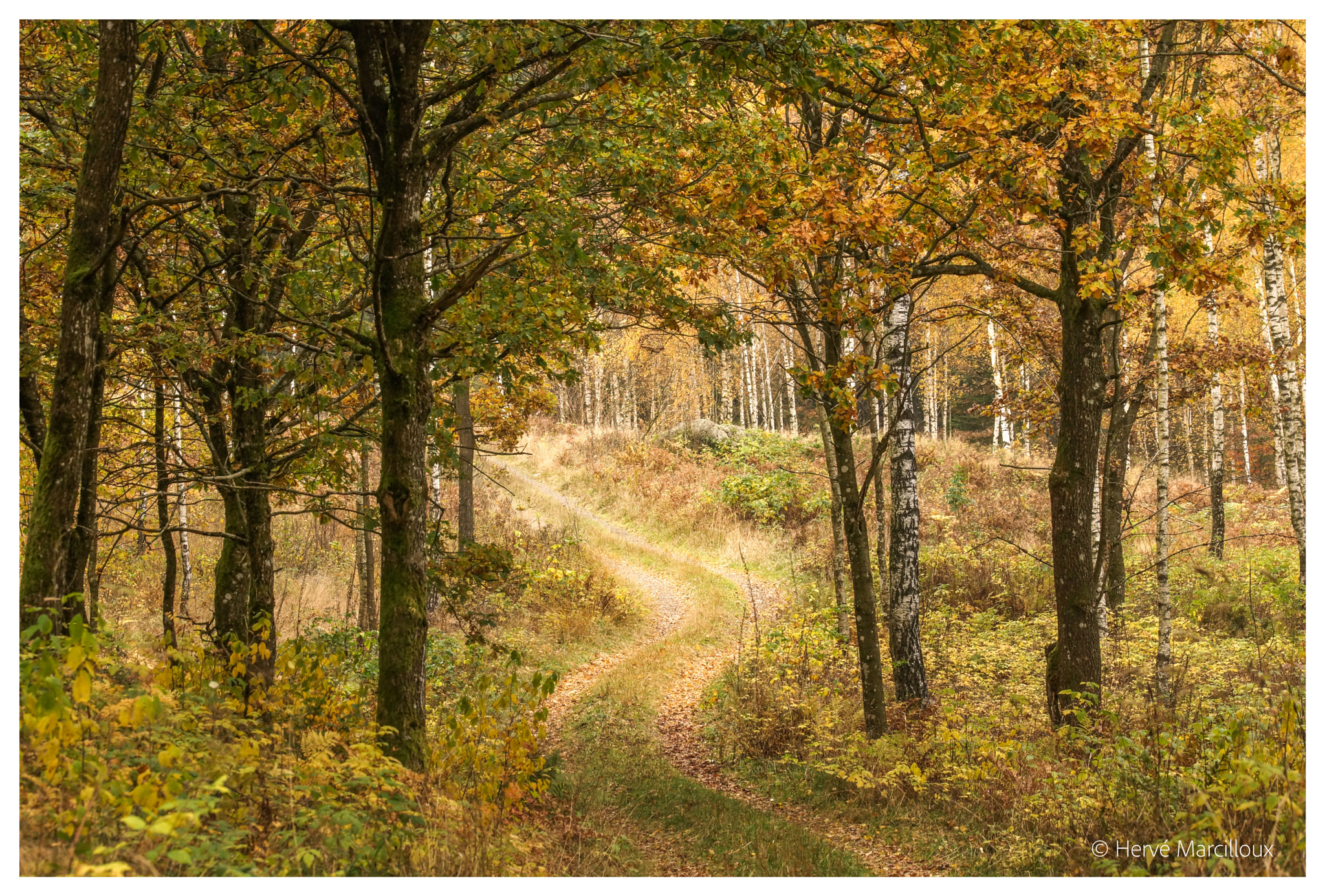 Sony SLT-A77 sample photo. In the swedish countryside photography