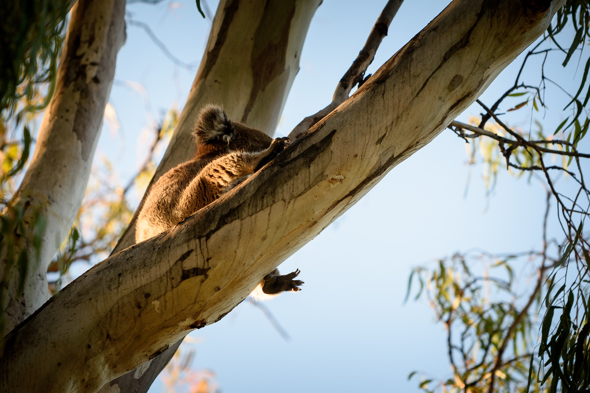 Nikon AF-S Nikkor 70-200mm F4G ED VR sample photo. Koala photography