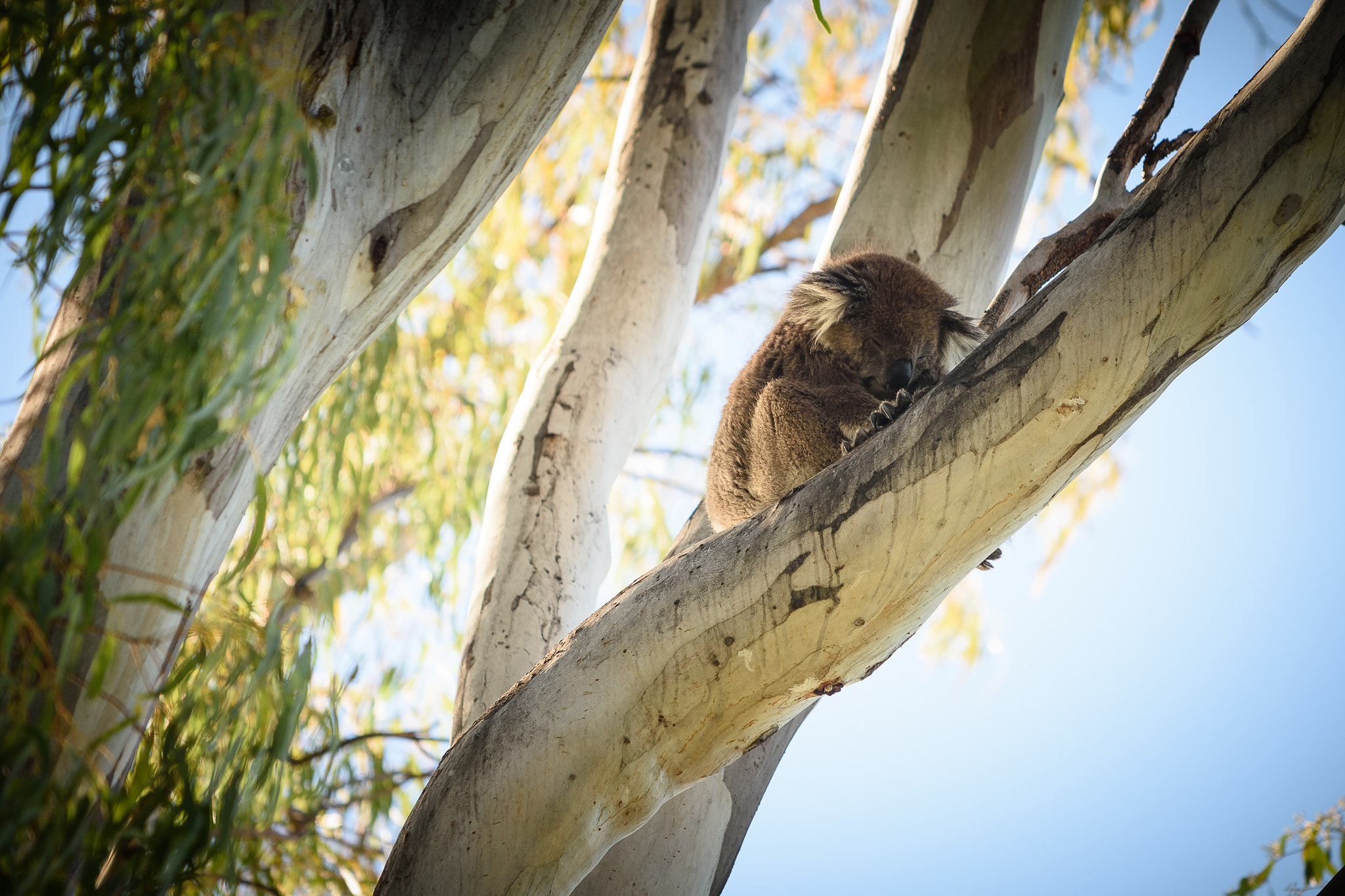 Nikon AF-S Nikkor 70-200mm F4G ED VR sample photo. Koala photography