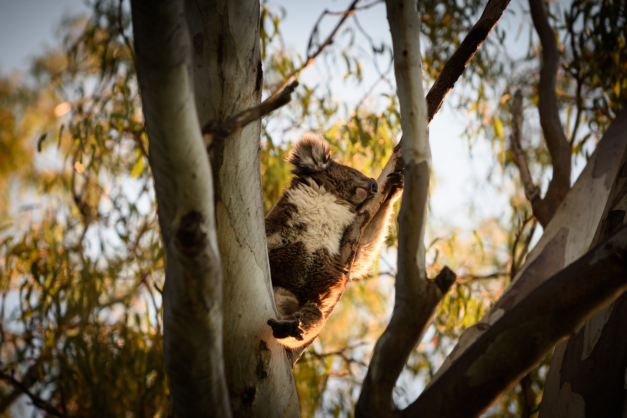 Nikon AF-S Nikkor 70-200mm F4G ED VR sample photo. Koala photography