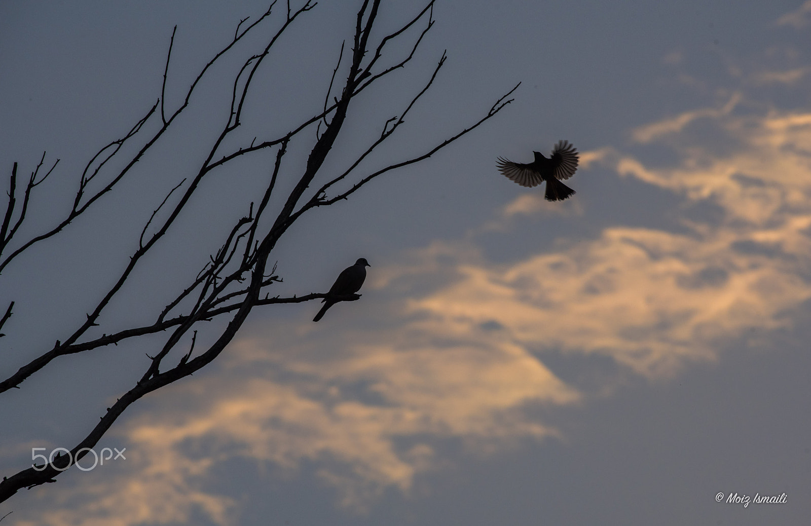 Nikon D750 + Nikon AF-S Nikkor 300mm F4D ED-IF sample photo. Letsgohome photography