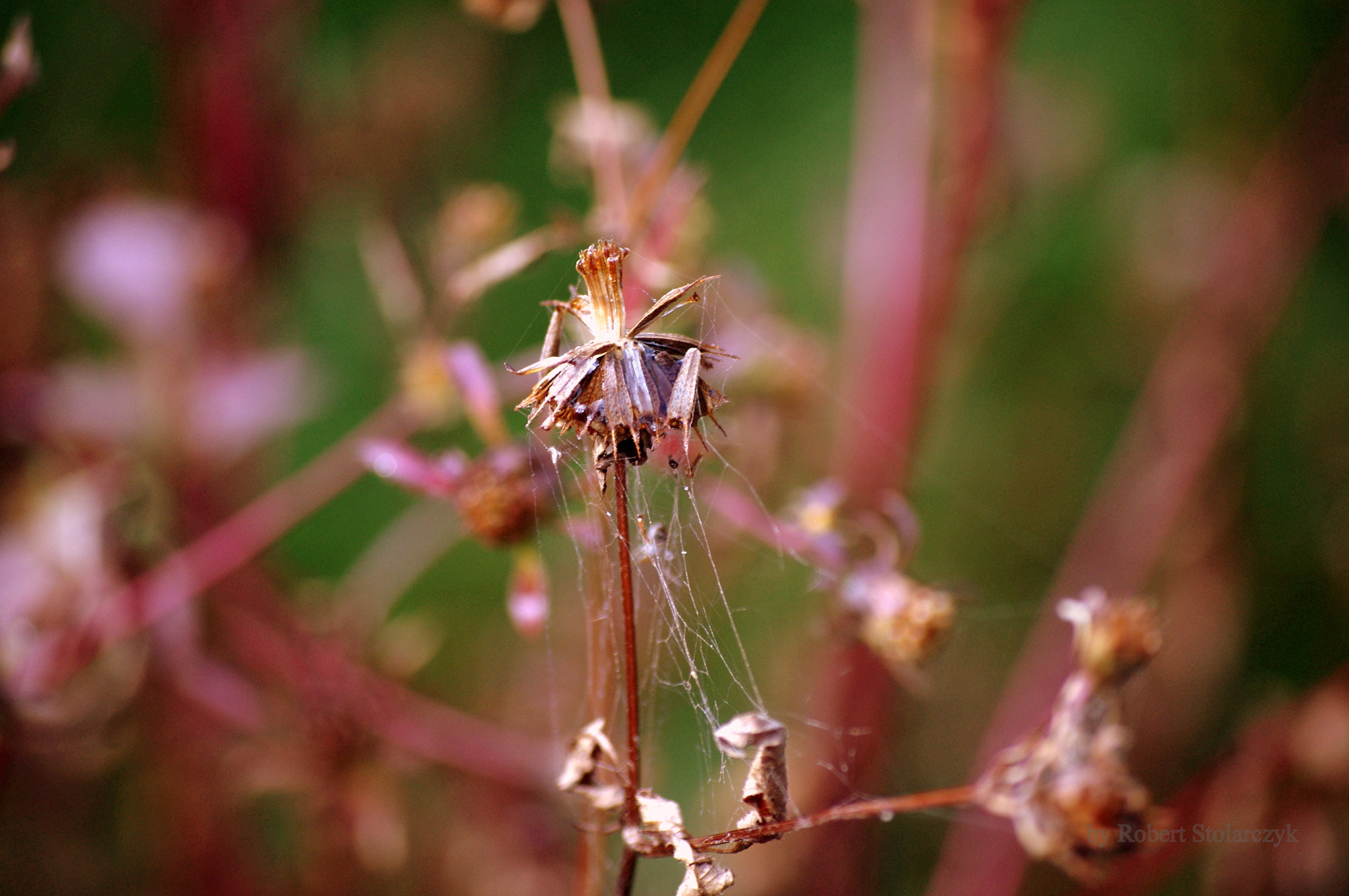 Pentax K-x sample photo. In the net photography