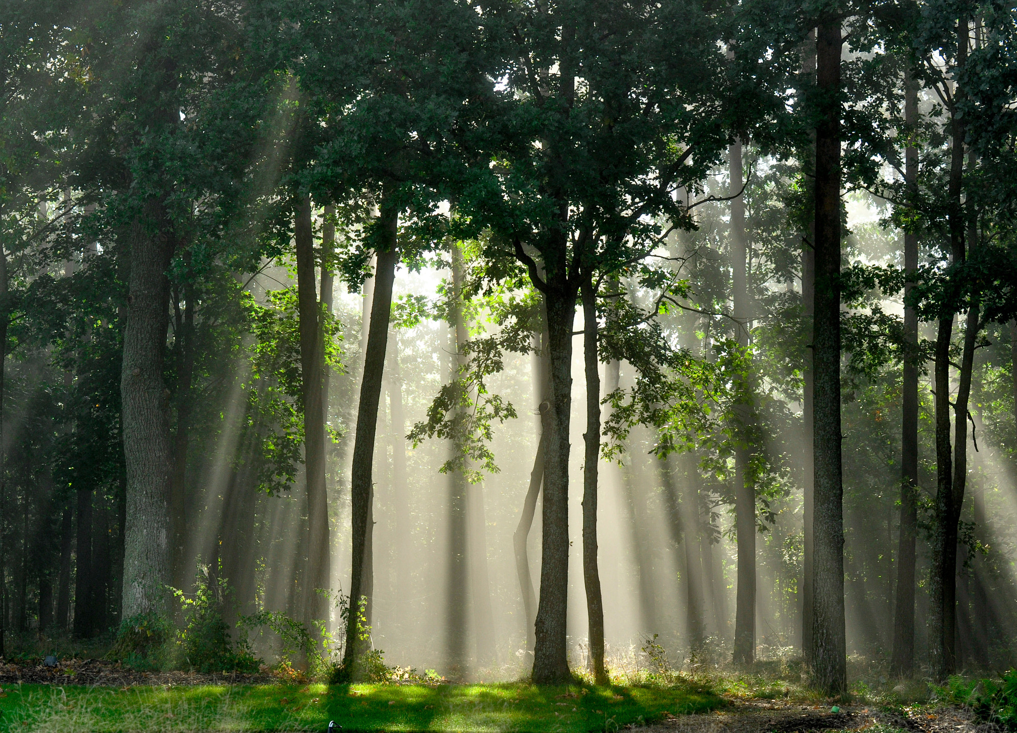 Nikon D5000 sample photo. Autumn morning in a foggy forest photography