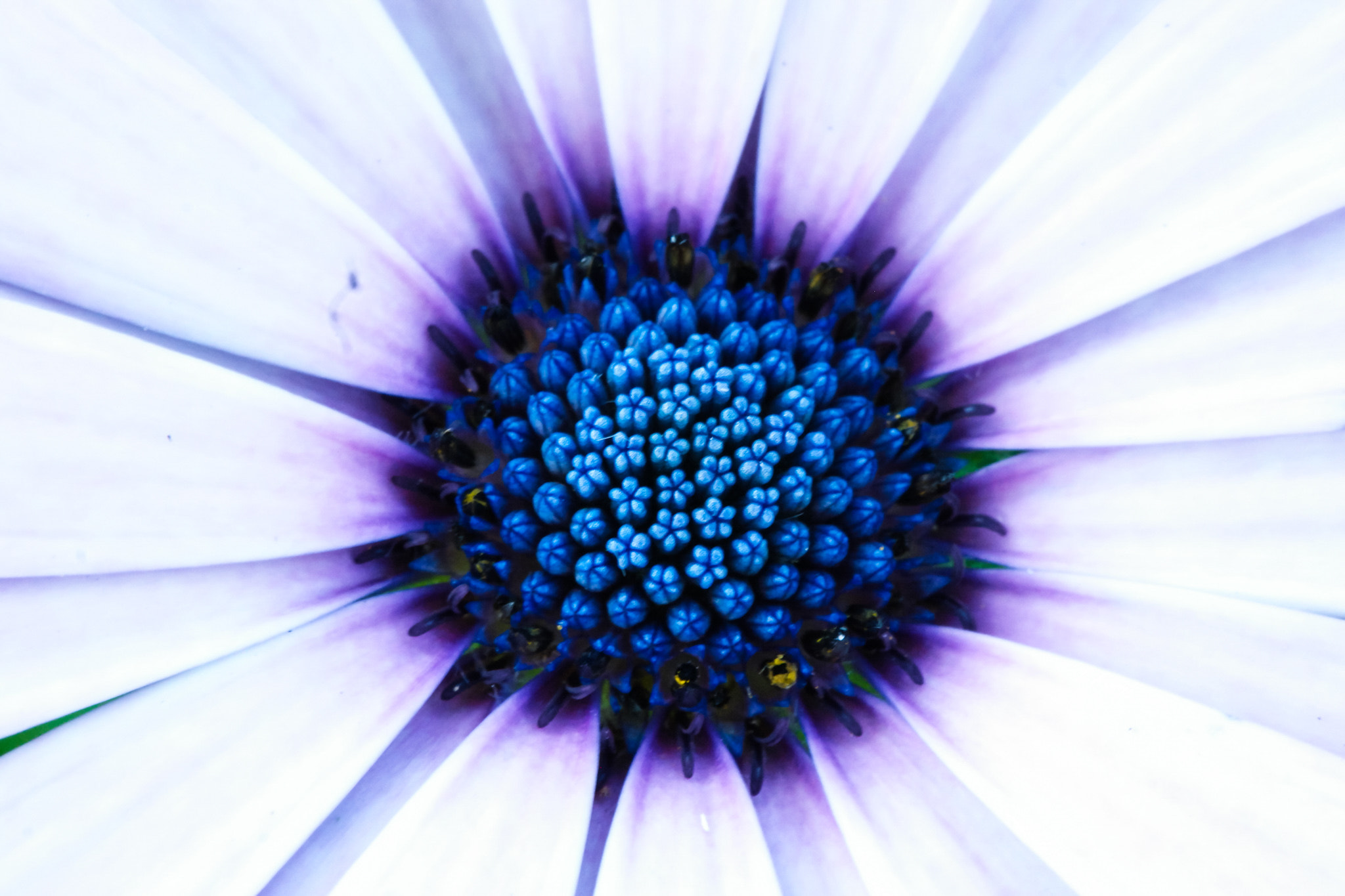 NX 60mm F2.8 Macro sample photo. A daisy photography