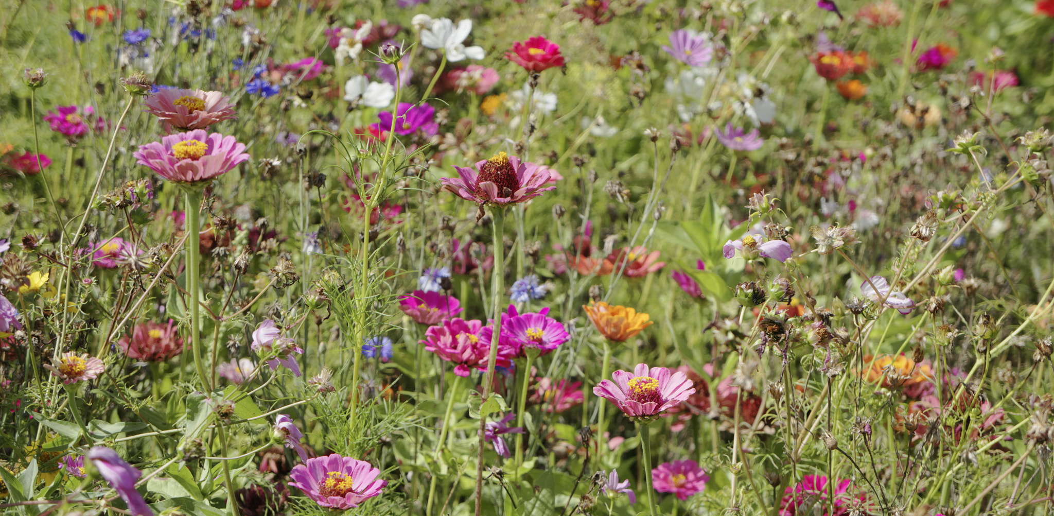 Tamron 18-200mm F3.5-6.3 Di III VC sample photo. Field flowers photography