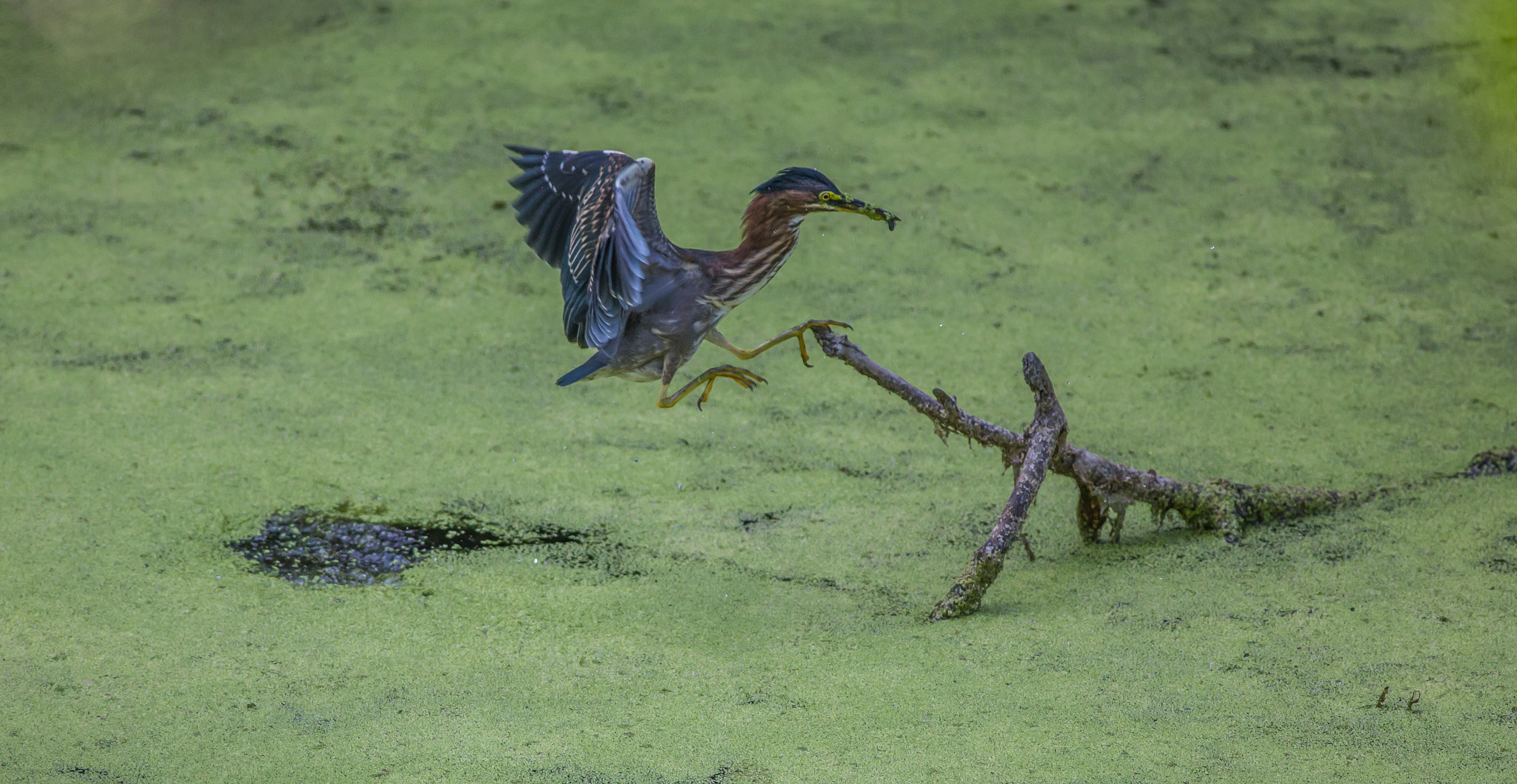 Canon EOS 6D + Canon EF 400mm F5.6L USM sample photo. Green photography