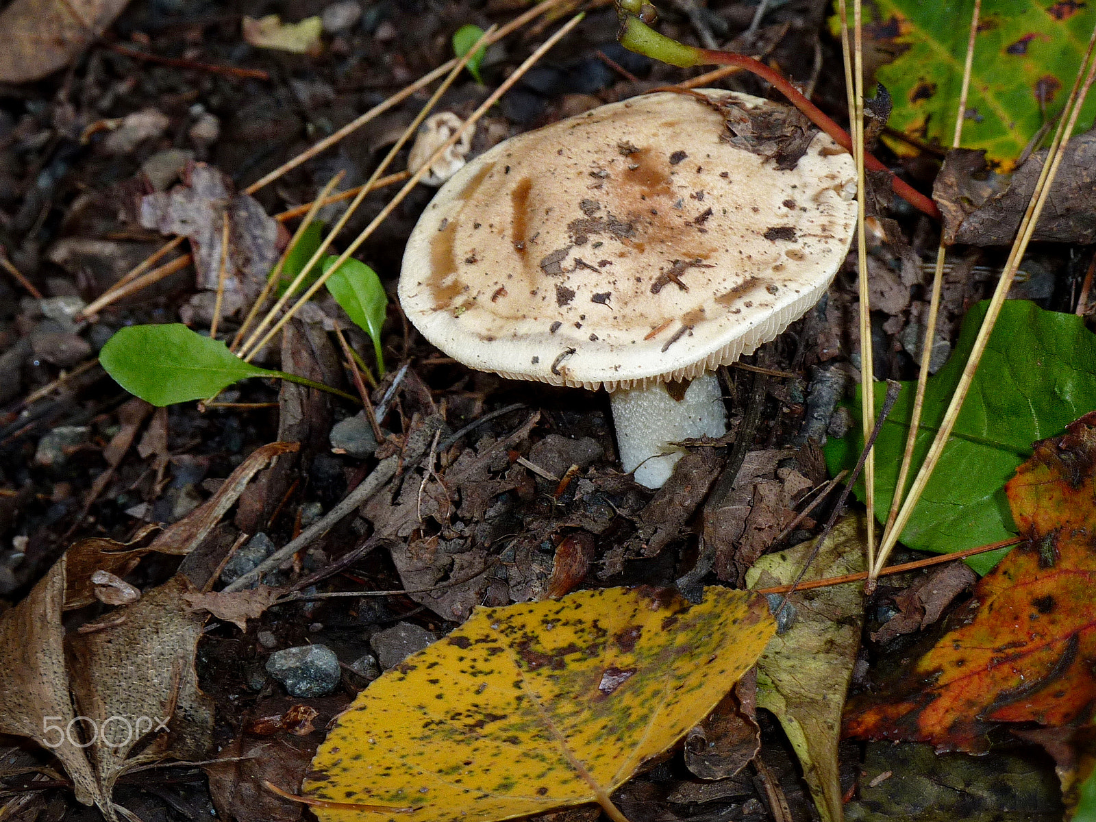 Panasonic DMC-ZS1 sample photo. Mushroom photography