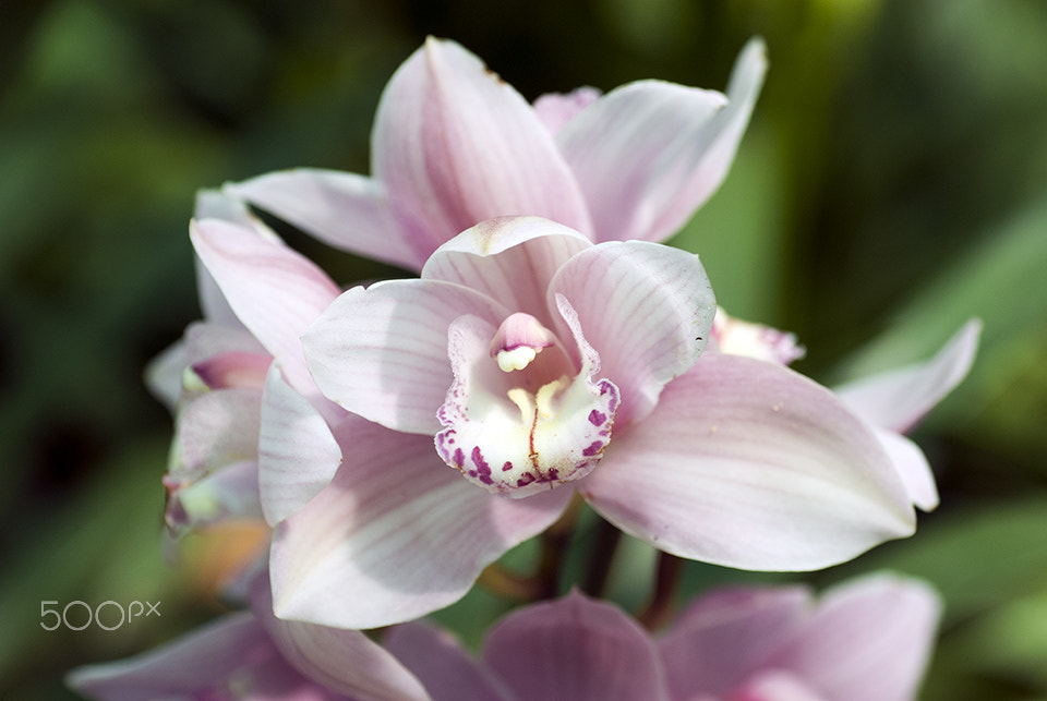 Tamron SP AF 90mm F2.8 Di Macro sample photo. Dsc photography